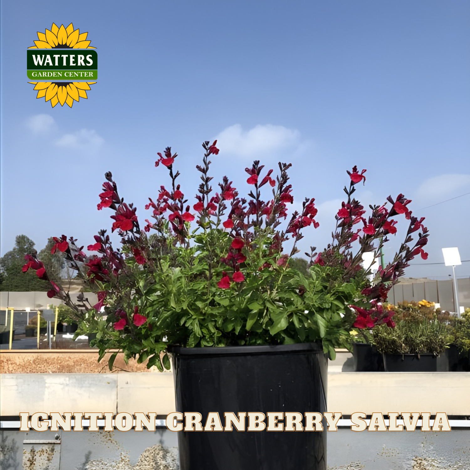 Potted plant with red flowers labeled 'Ignition Cranberry Salvia' in front of a garden center setting.