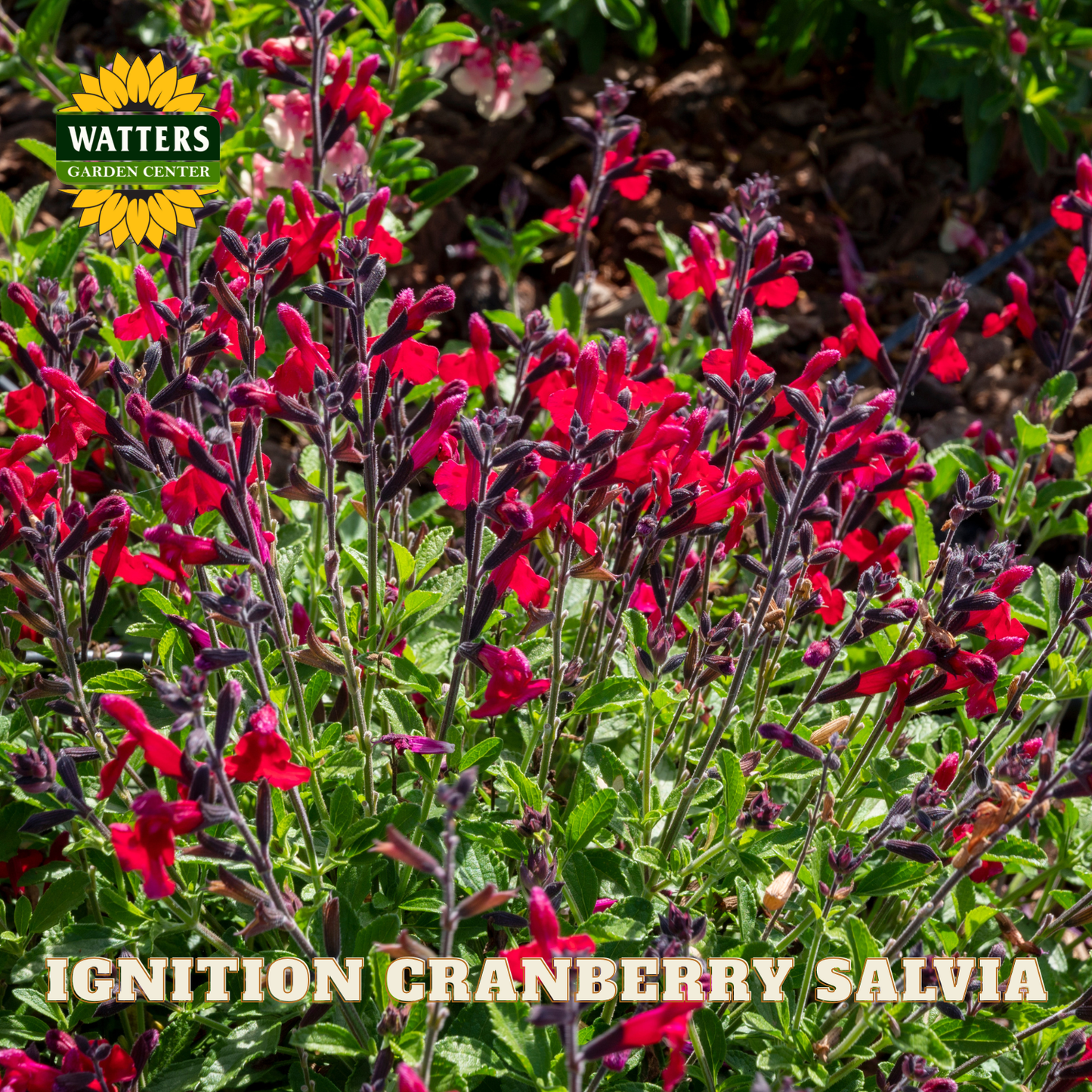 Red salvia flowers with Watters Garden Center logo and 'Ignition Cranberry Salvia' text.