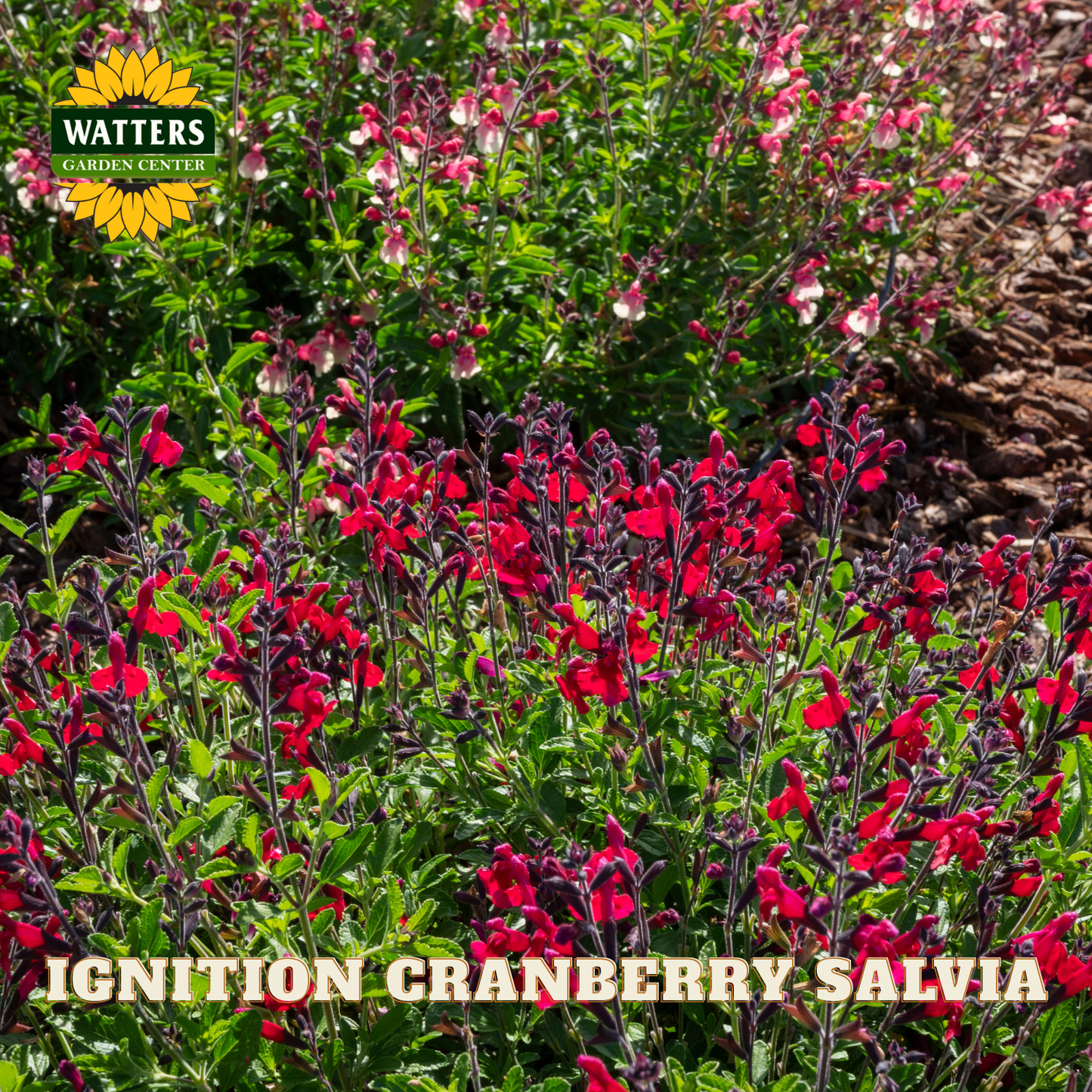 Red salvia flowers with Watters Garden Center logo and 'Ignition Cranberry Salvia' text.