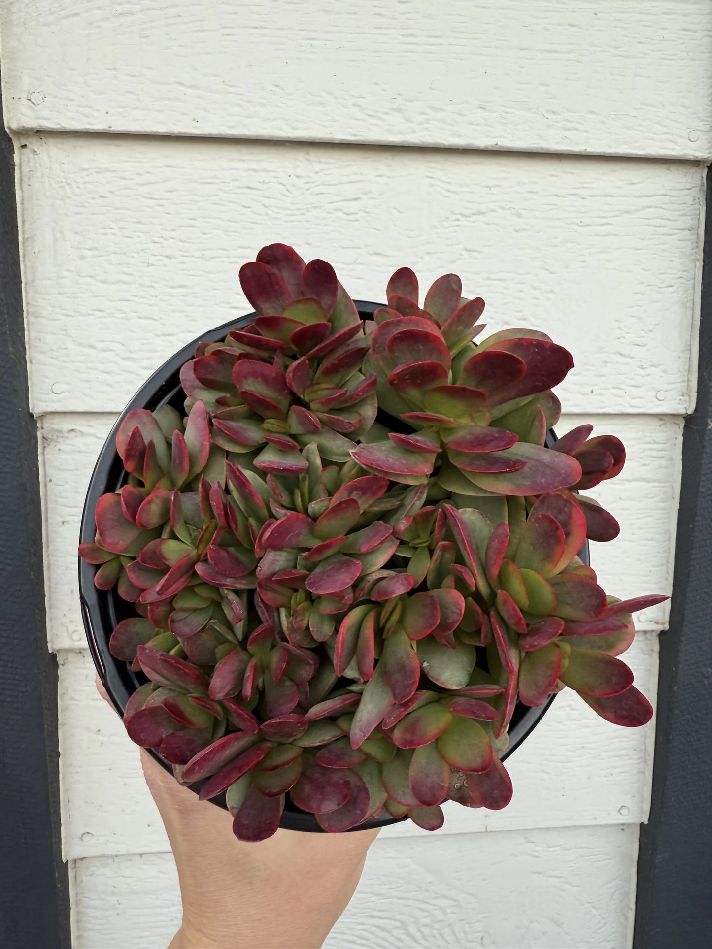 Red Jade Crassula