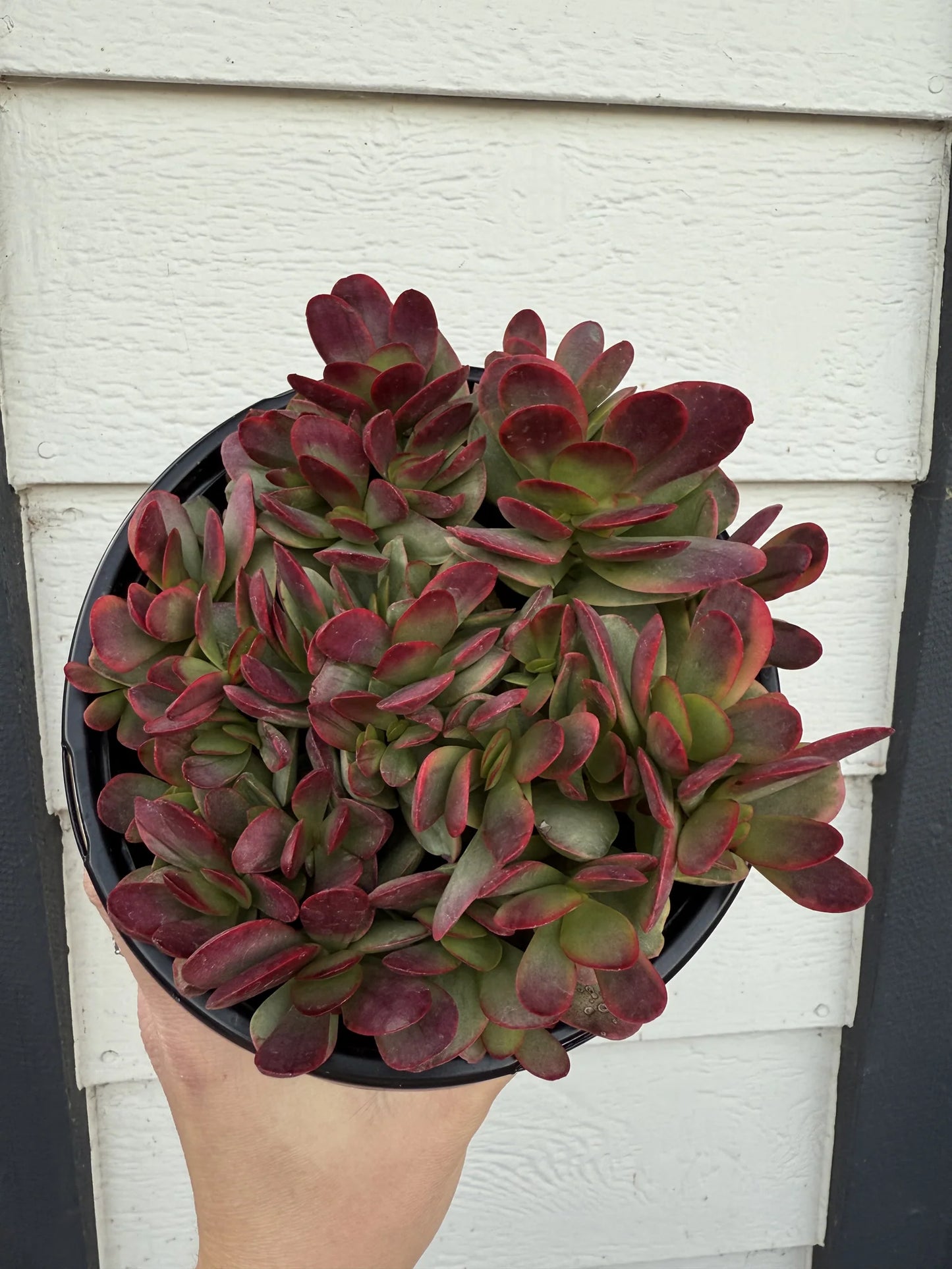 Pink Jade Crassula Platyphylla