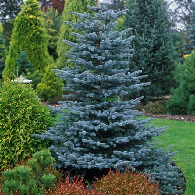 BLUE DIAMOND SPRUCE TREE 15gal