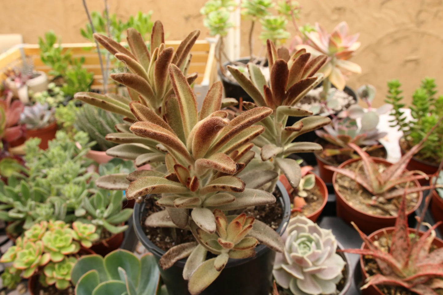 Chocolate Soldier Kalanchoe