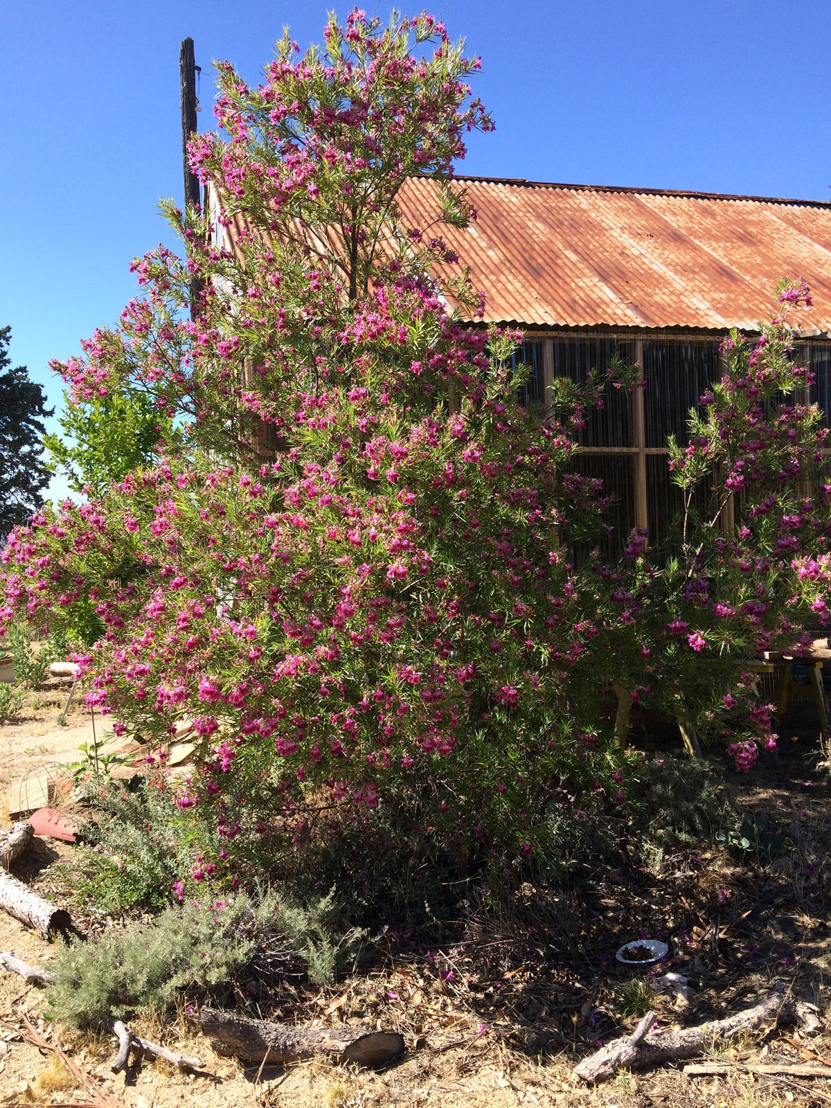 BURGUNDY DESERT WILLOW TREE 15gal