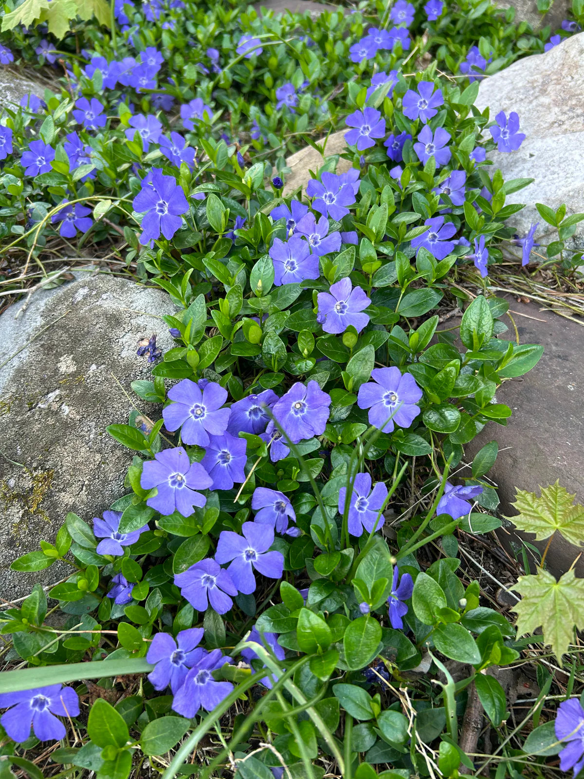 Bowles Dwarf Periwinkle (VINCA MINOR BOWLES) - 1 gallon