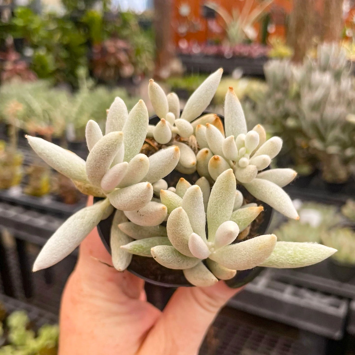 Woolly Senecio