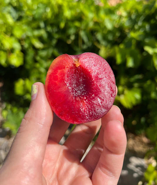 SATSUMA PLUM TREE 7gal