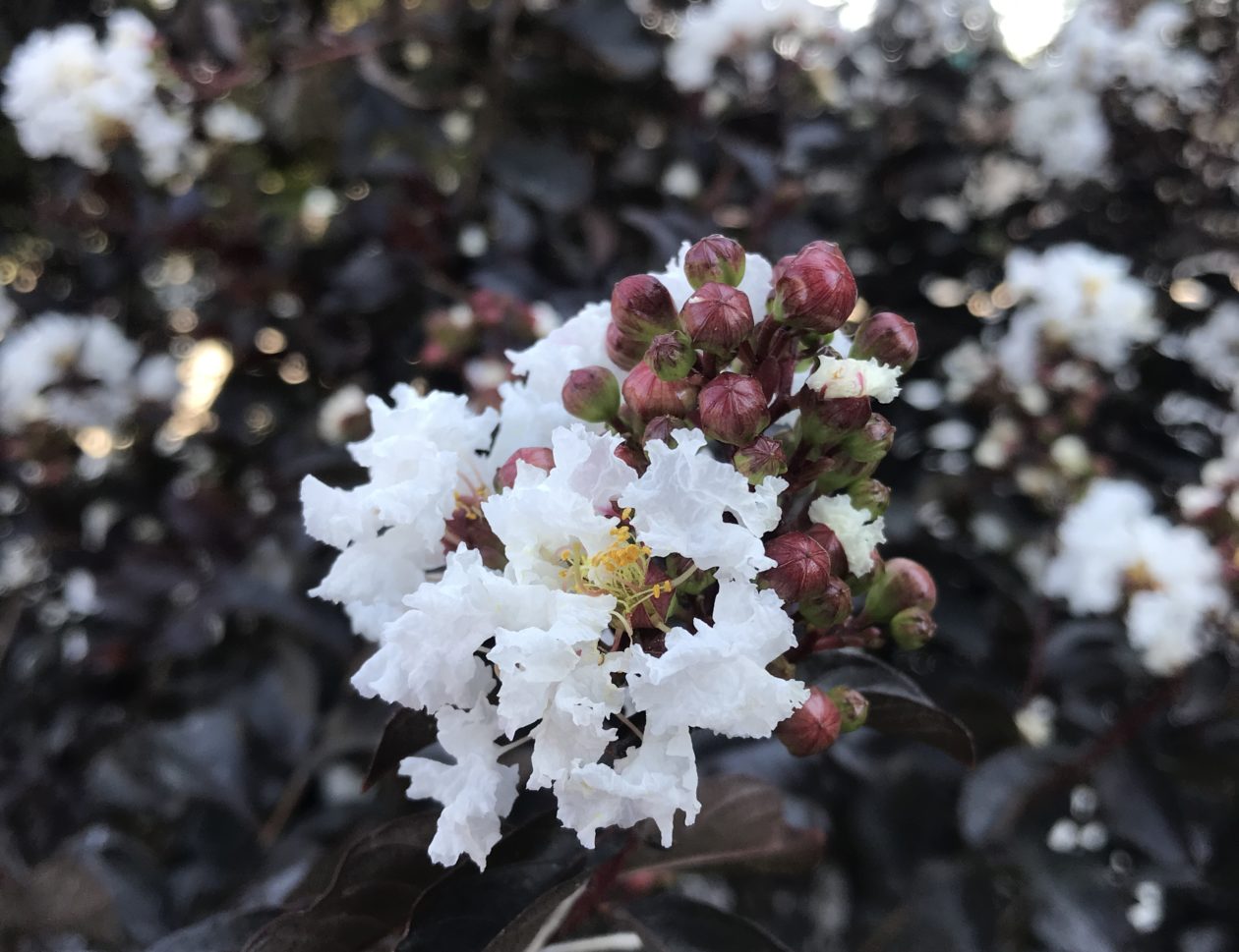 LUNAR MAGIC CRAPE MYRTLE 2gal