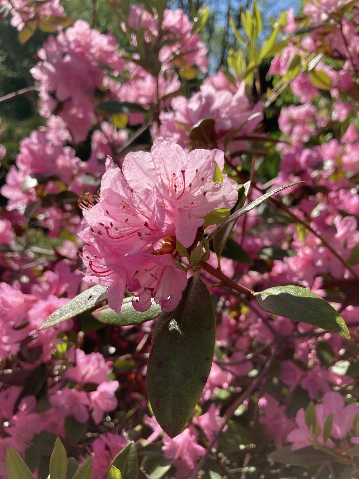 Helliki Rhodo HELLIKKI RHODODENDRON 2gal – Watters Garden Center