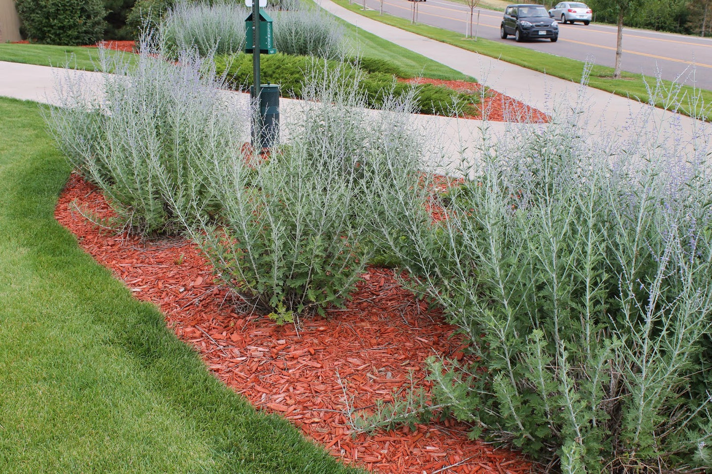 RUSSIAN SAGE 1gal