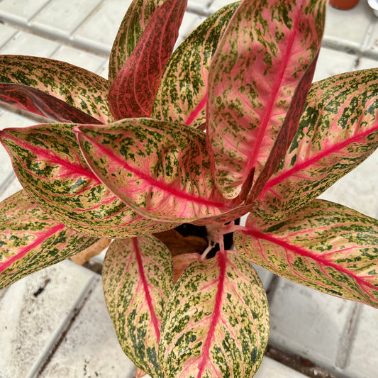STARSHINING CHINESE EVERGREEN 6in