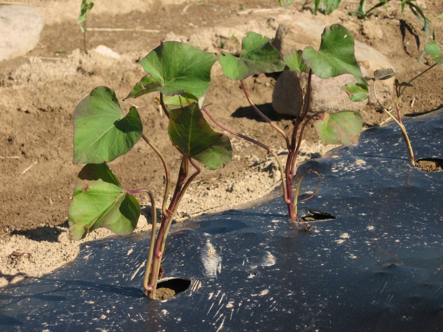 Sweet Potato Plants, White Bonita (Free Shipping)