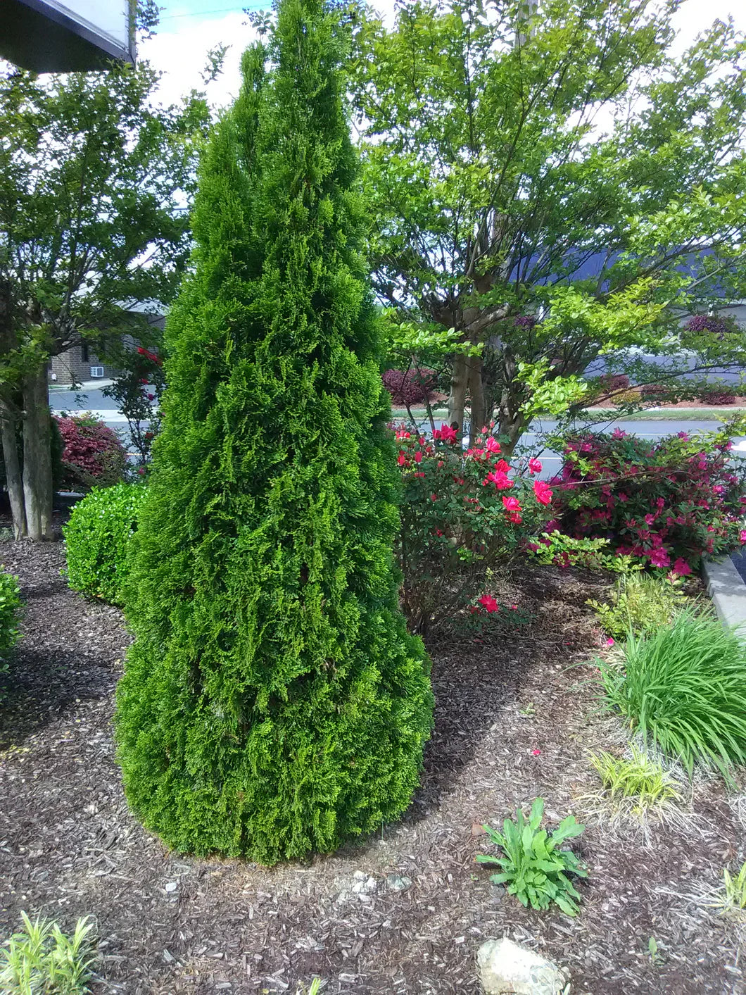 EMERALD GREEN ARBORVITAE 10gal