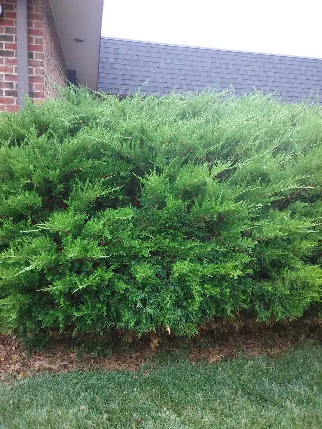 MINT JULEP JUNIPER 2gal