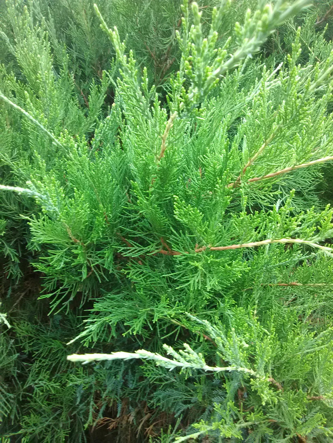MINT JULEP JUNIPER 2gal