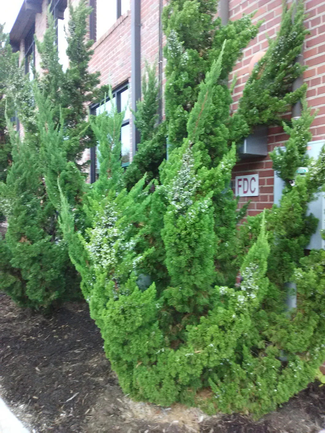 HOLLYWOOD JUNIPER TREE 5gal