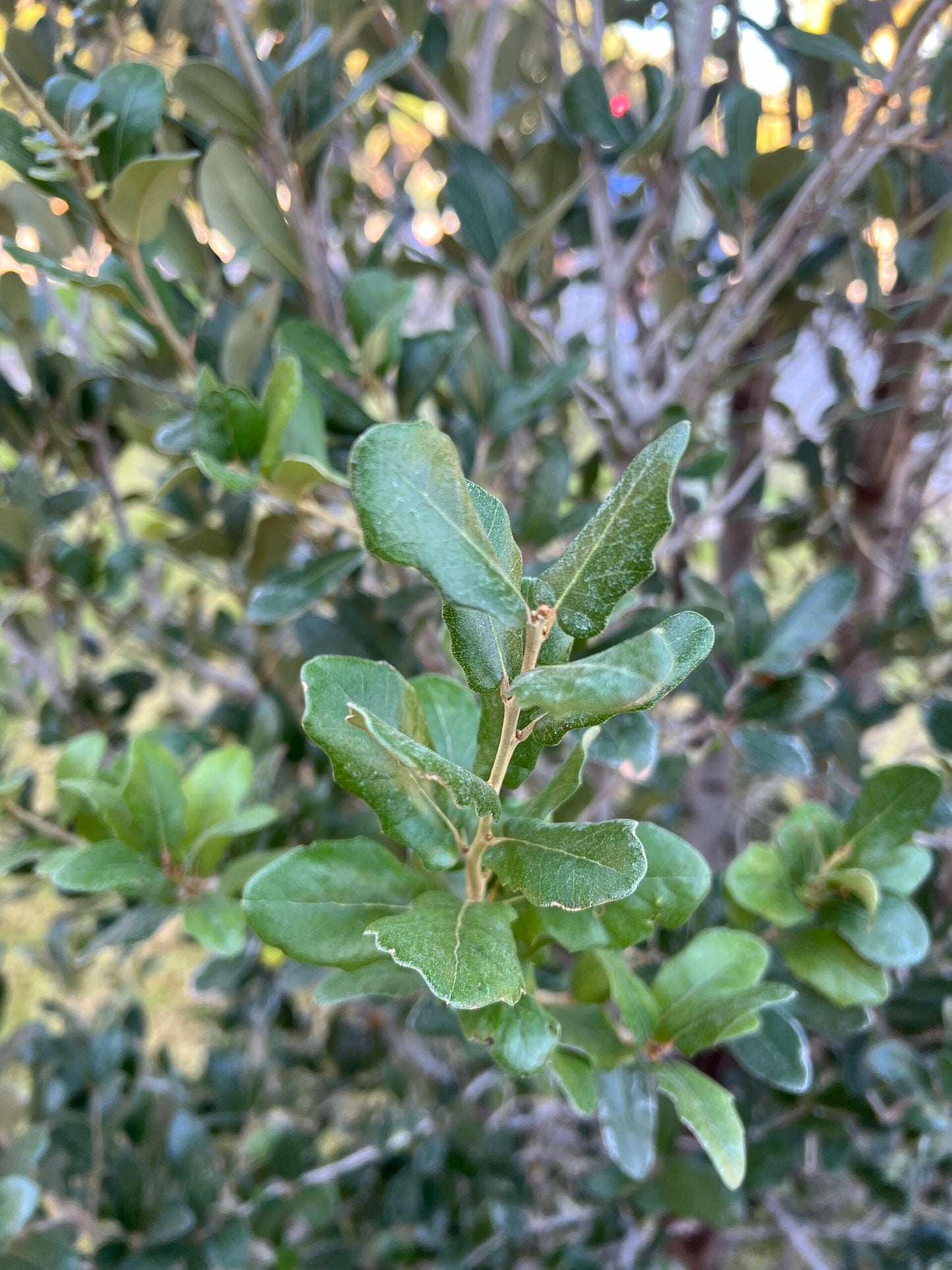 JOAN LIONETTI TEXAS LIVE OAK TREE 7gal