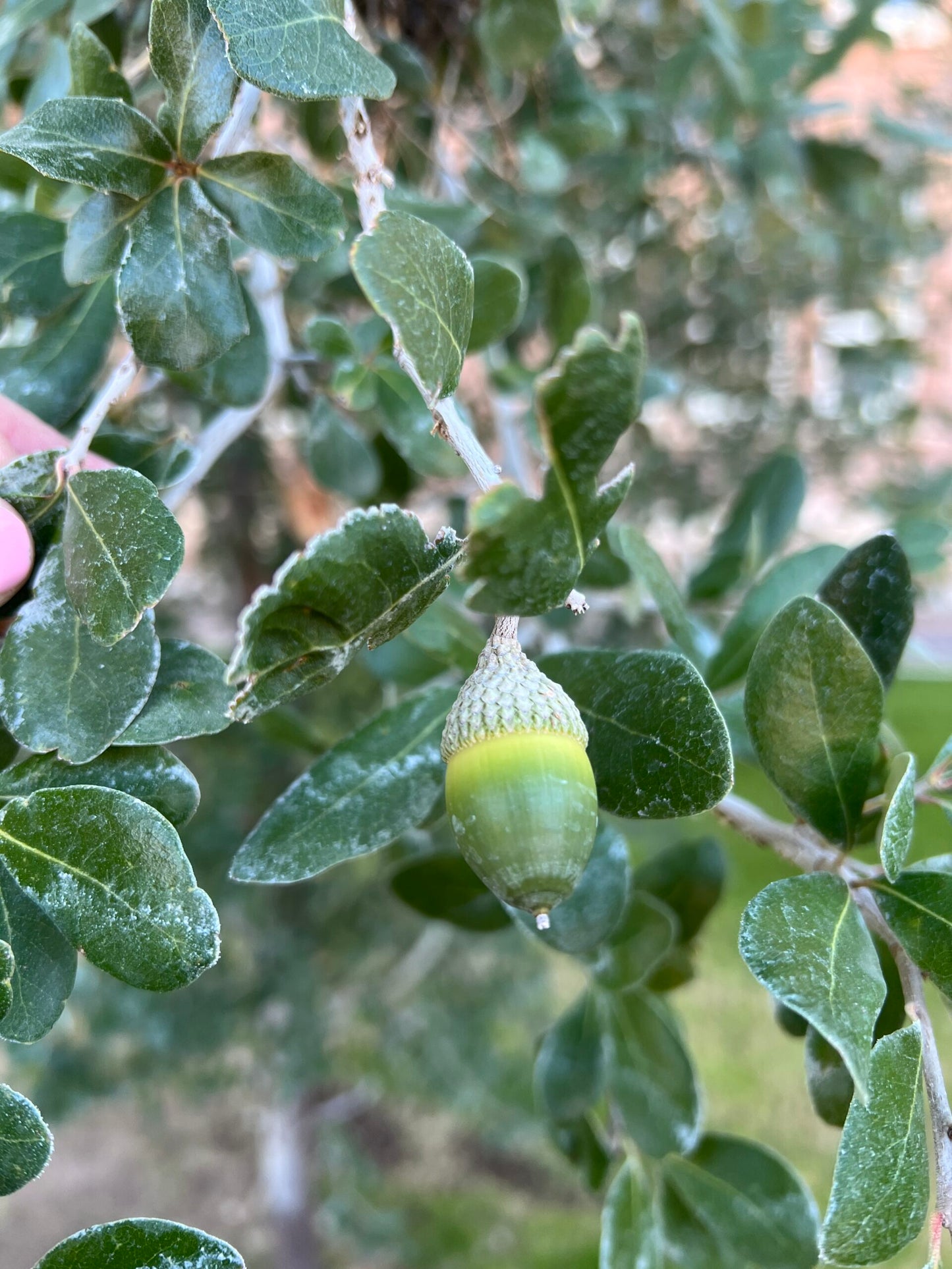 JOAN LIONETTI TEXAS LIVE OAK TREE 7gal