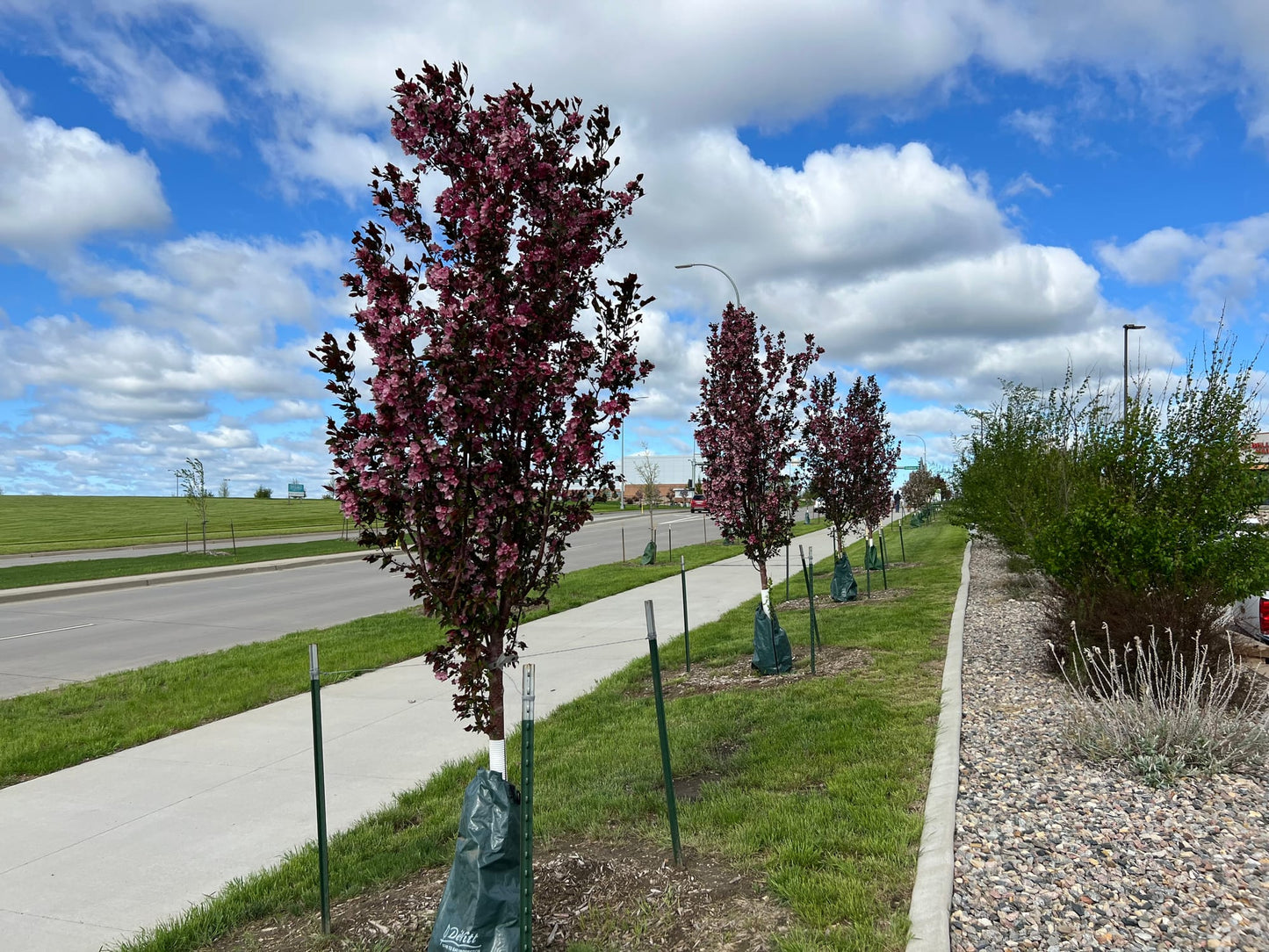 GLADIATOR CRABAPPLE TREE 10gal