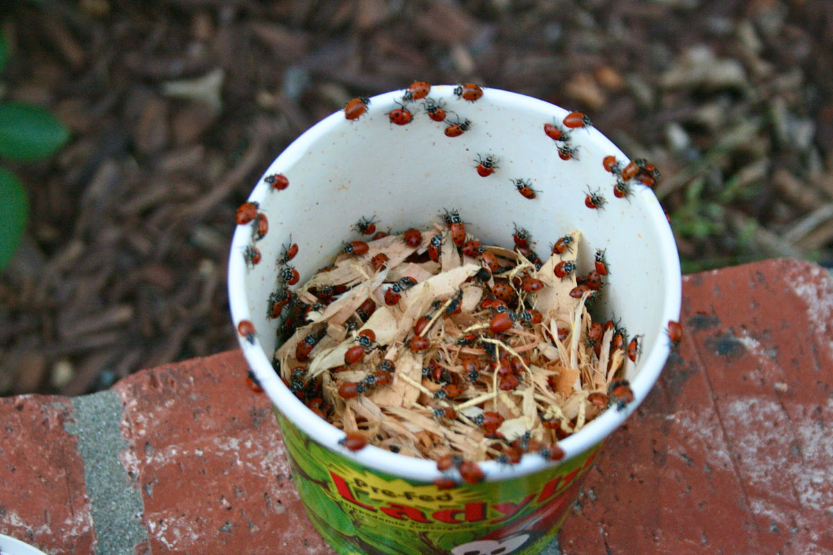 LADYBUGS