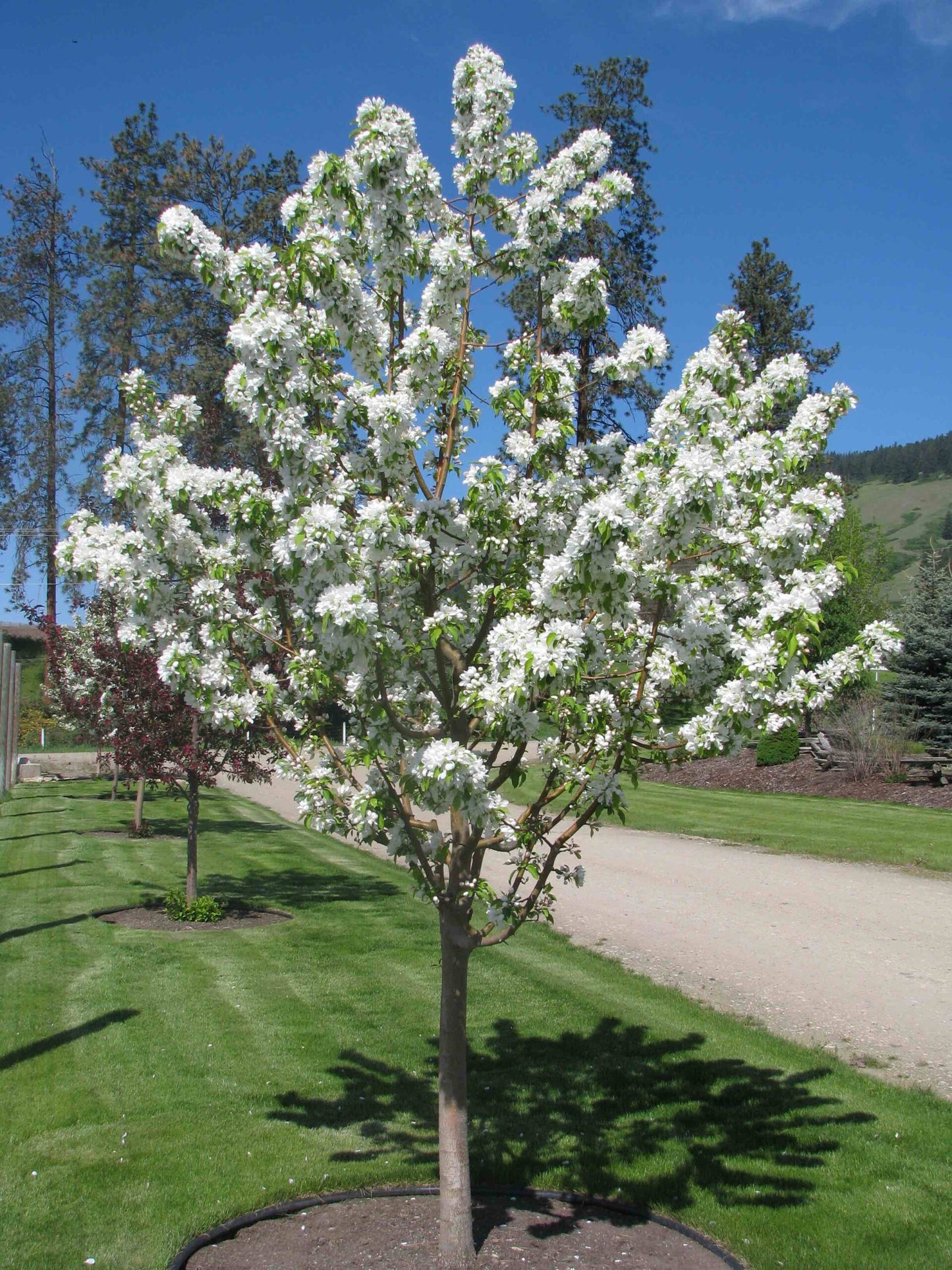 SPRING SNOW CRABAPPLE TREE 7gal