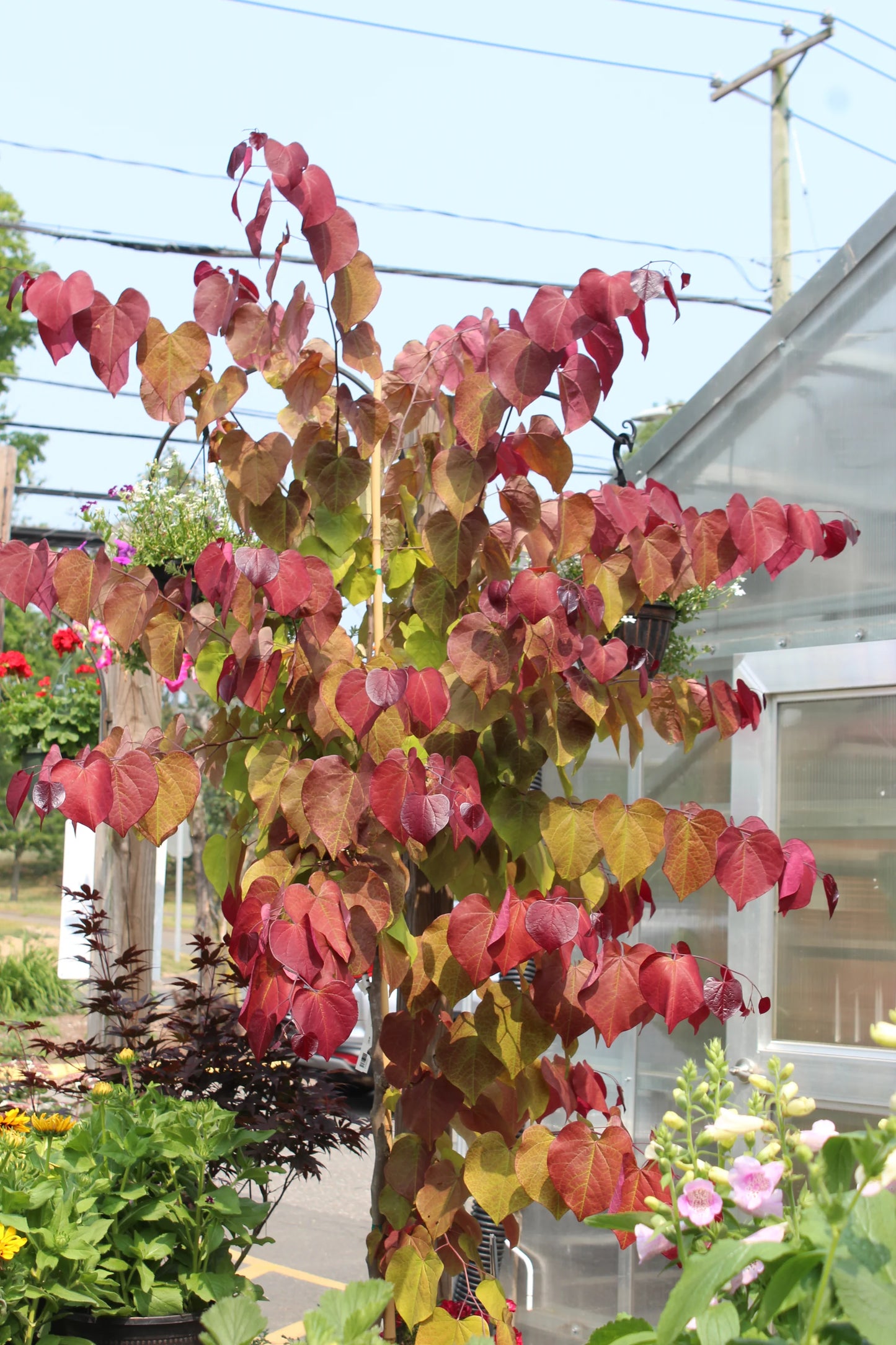 FLAME THROWER REDBUD TREE 5gal