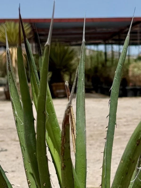 LECHUGUILLA AGAVE 5gal