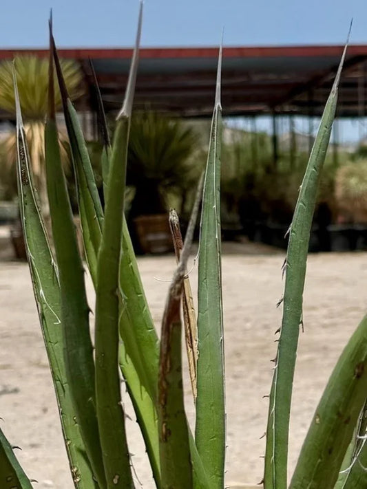 LECHUGUILLA AGAVE 5gal