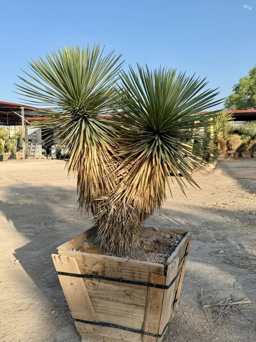 THOMPSON YUCCA TREE 5ft 2 HEADS