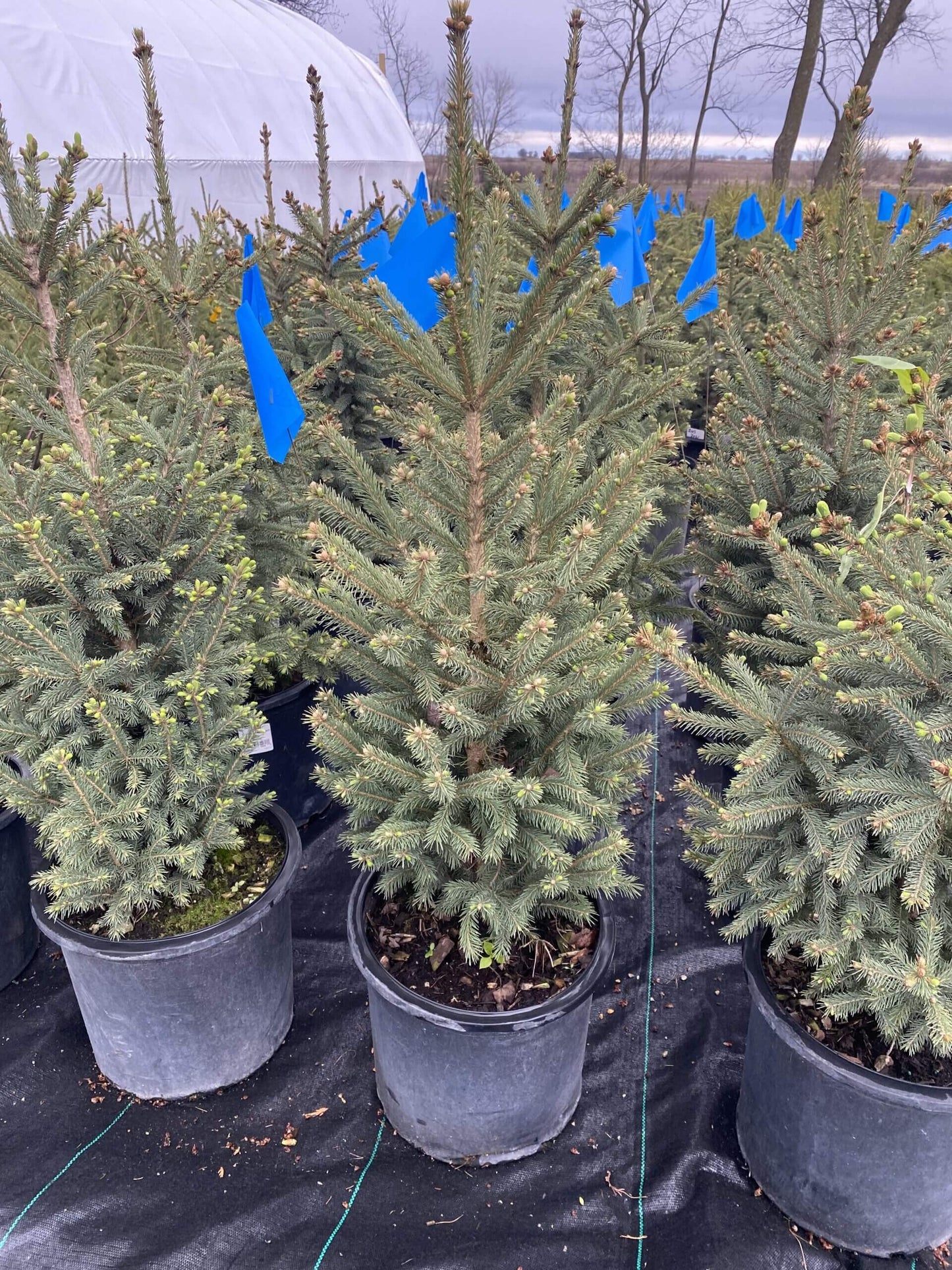 BLACK HILLS SPRUCE TREE 5gal