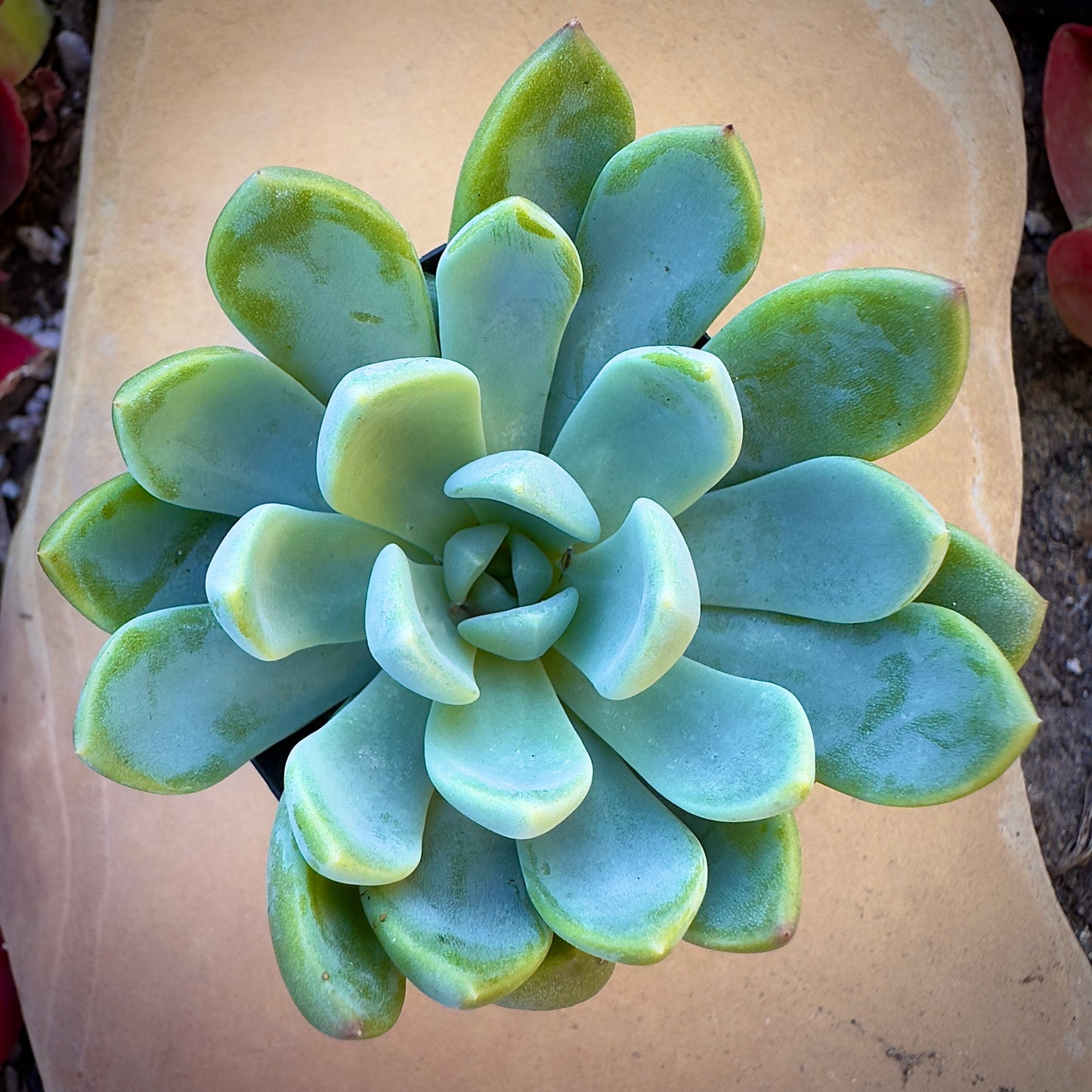 Fanfare Graptoveria