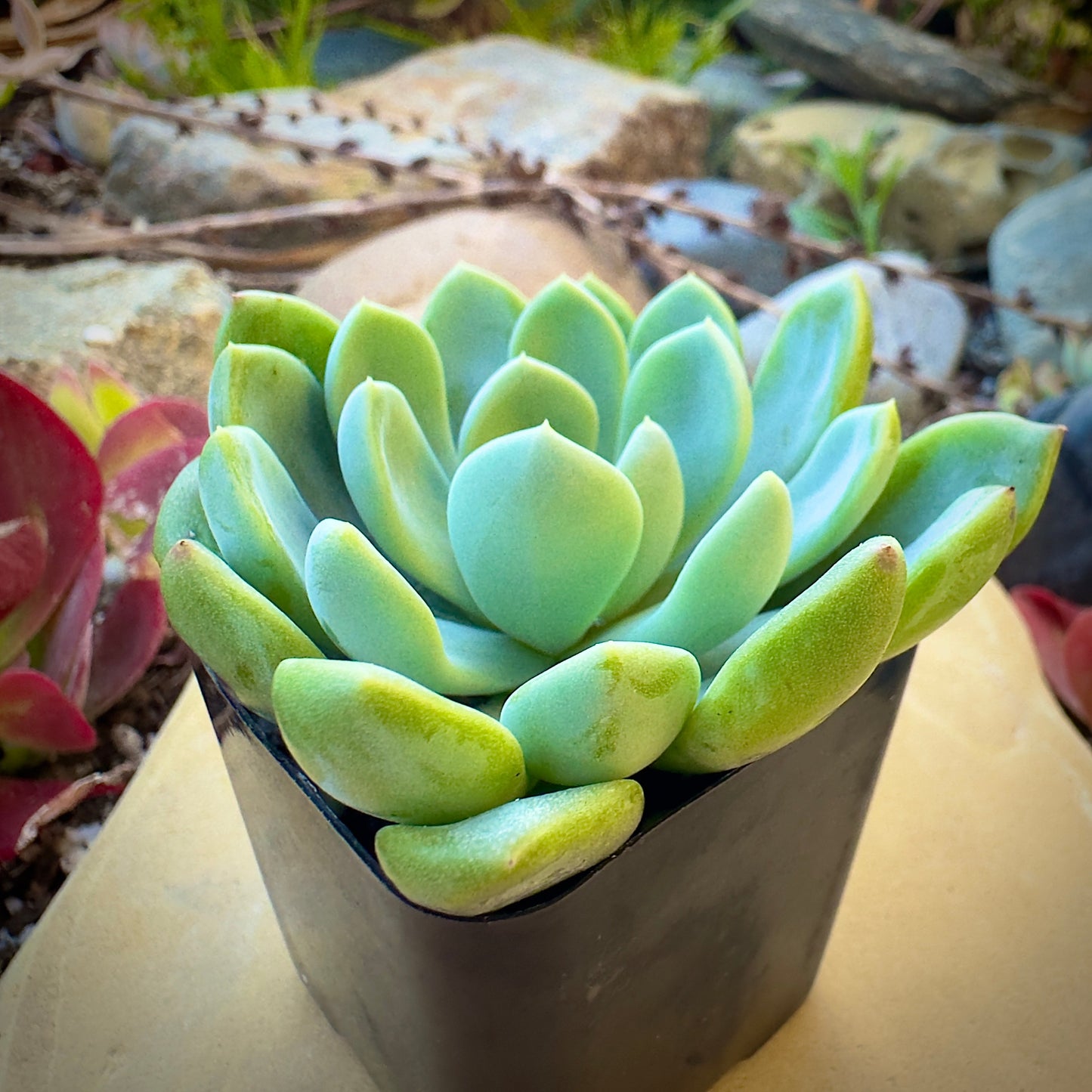 Fanfare Graptoveria