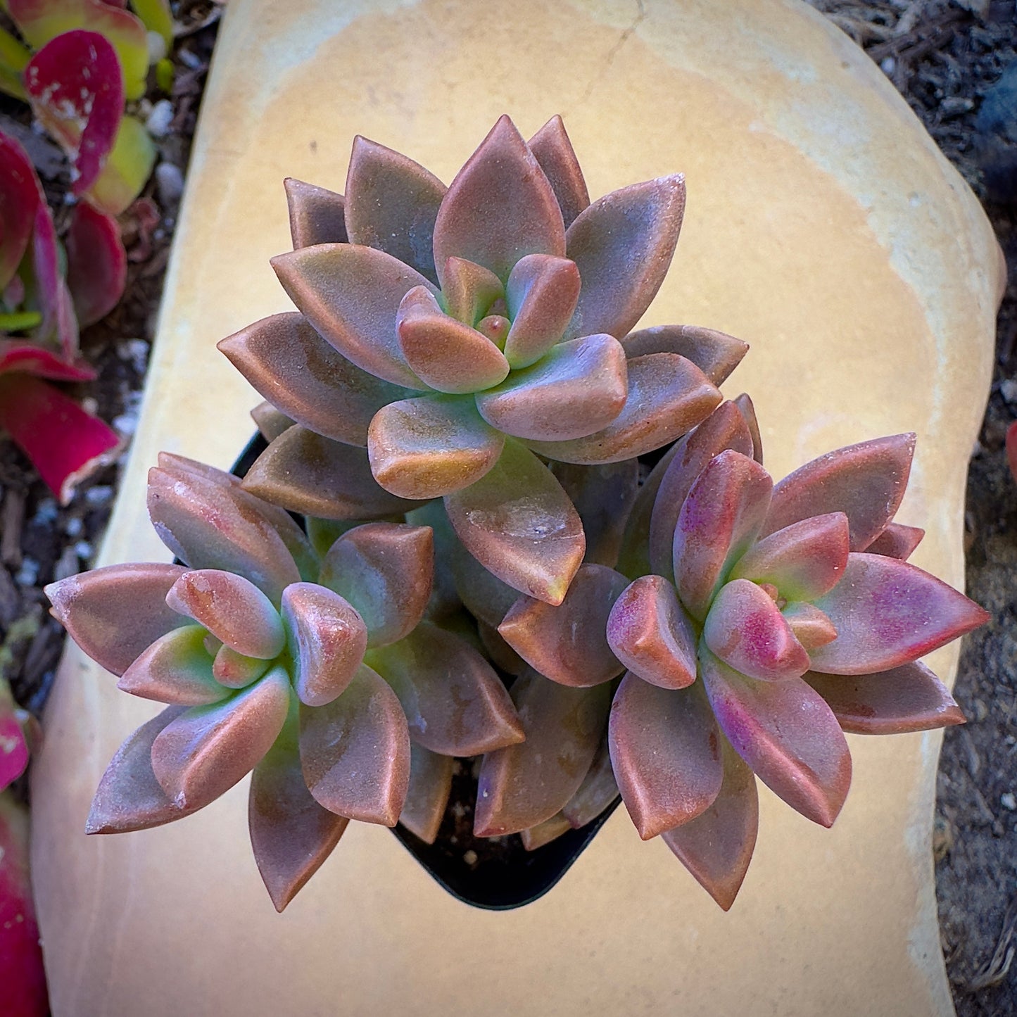 bulk succulents in pots Bulk Succulent Plants – Watters Garden Center
