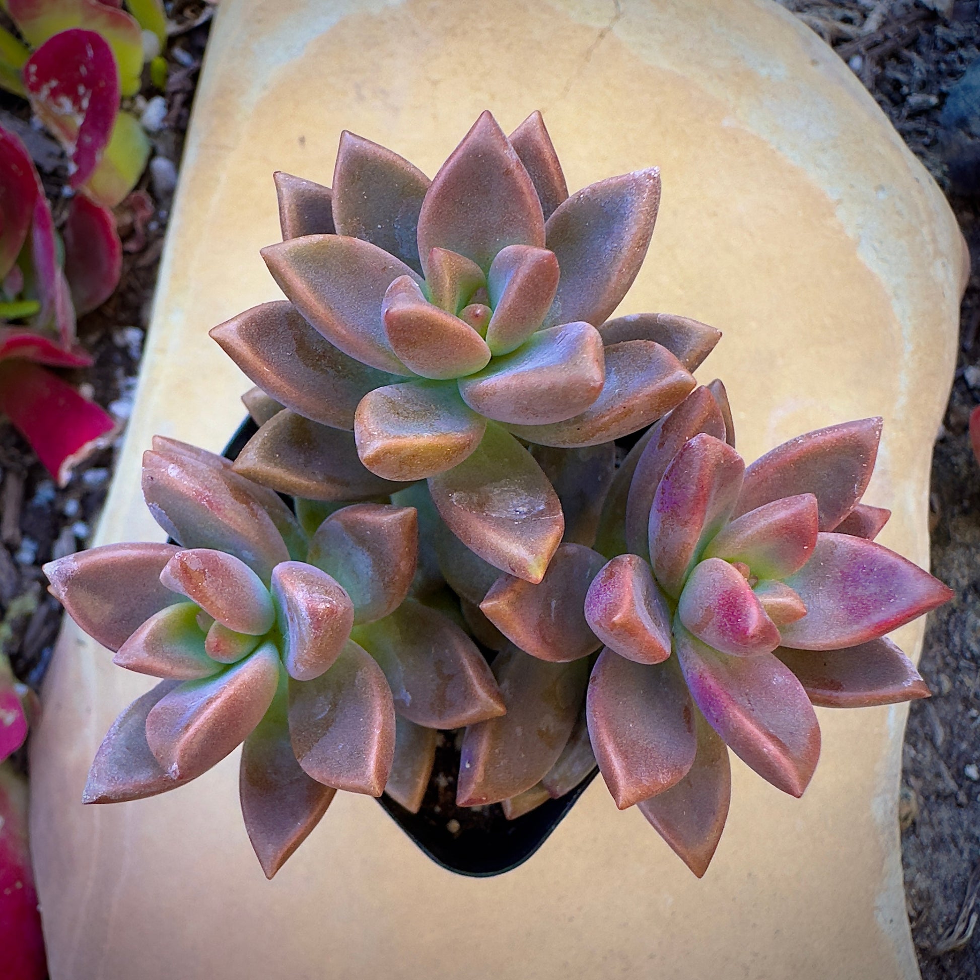 cheap succulent plants Bulk Succulent Plants – Watters Garden Center