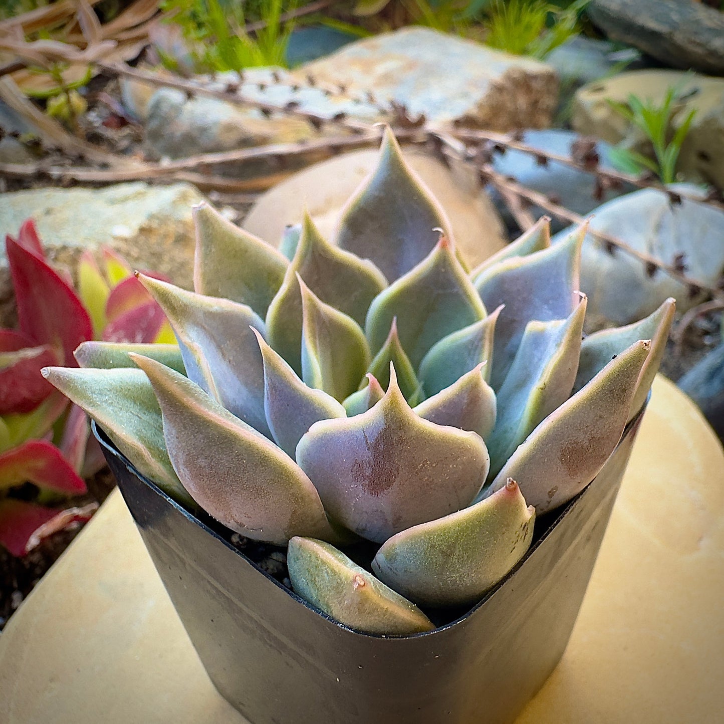 Graptopetalum Rusbyi
