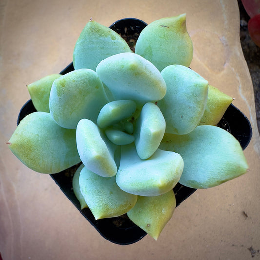 Grim One Graptoveria