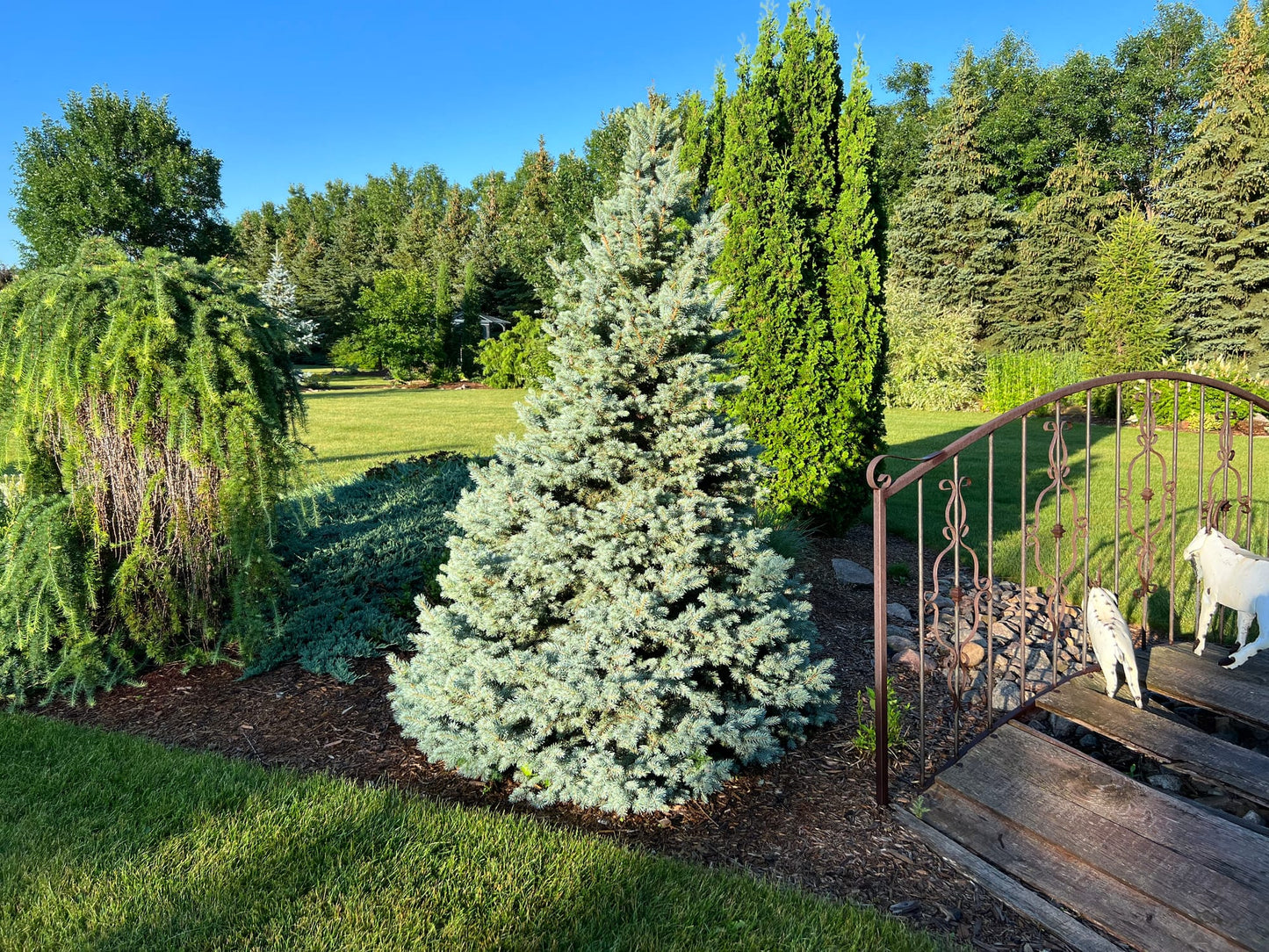 SESTER DWARF SPRUCE TREE 3'-4' 15" PREM CEDAR BX