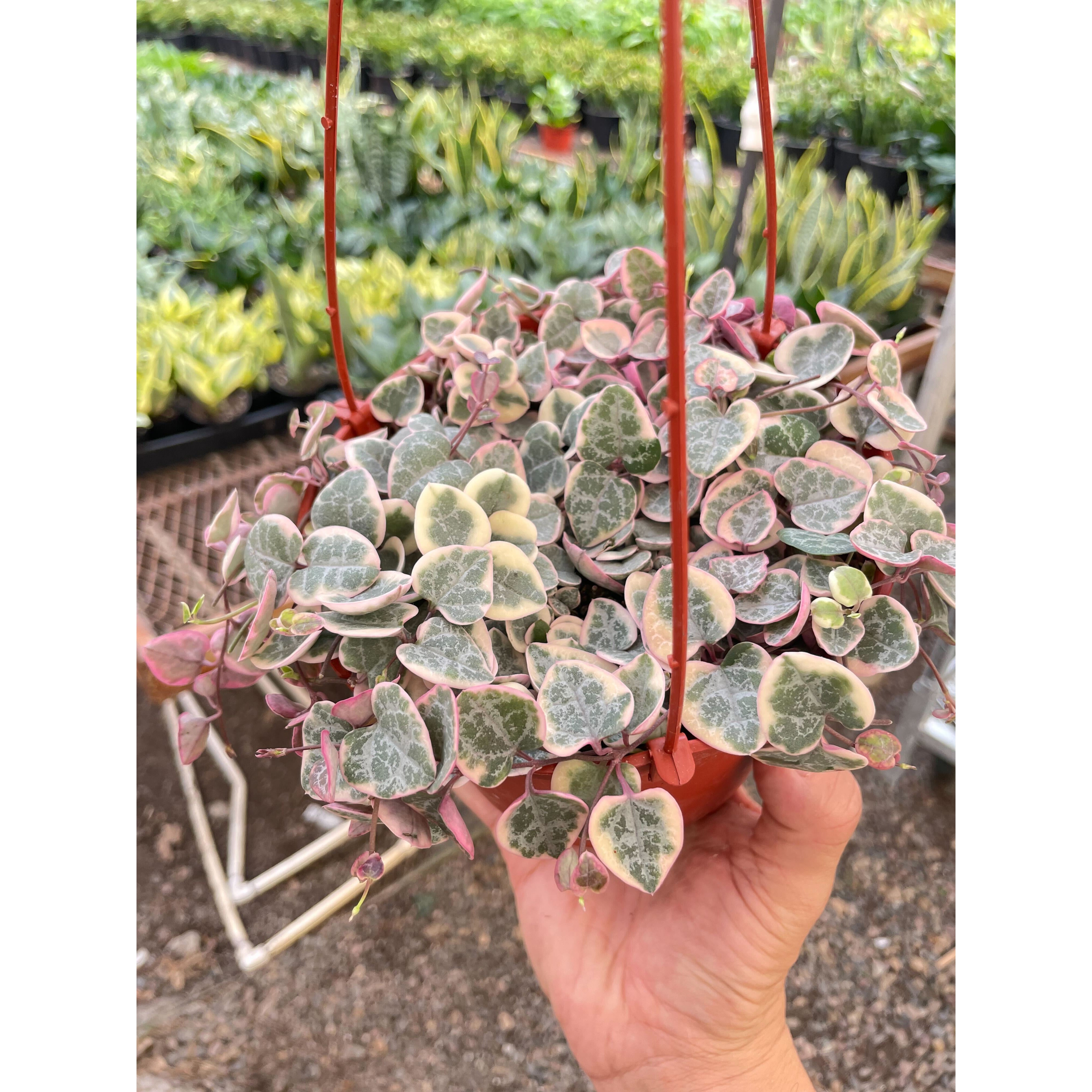 String of Hearts Variegated – Watters Garden Center