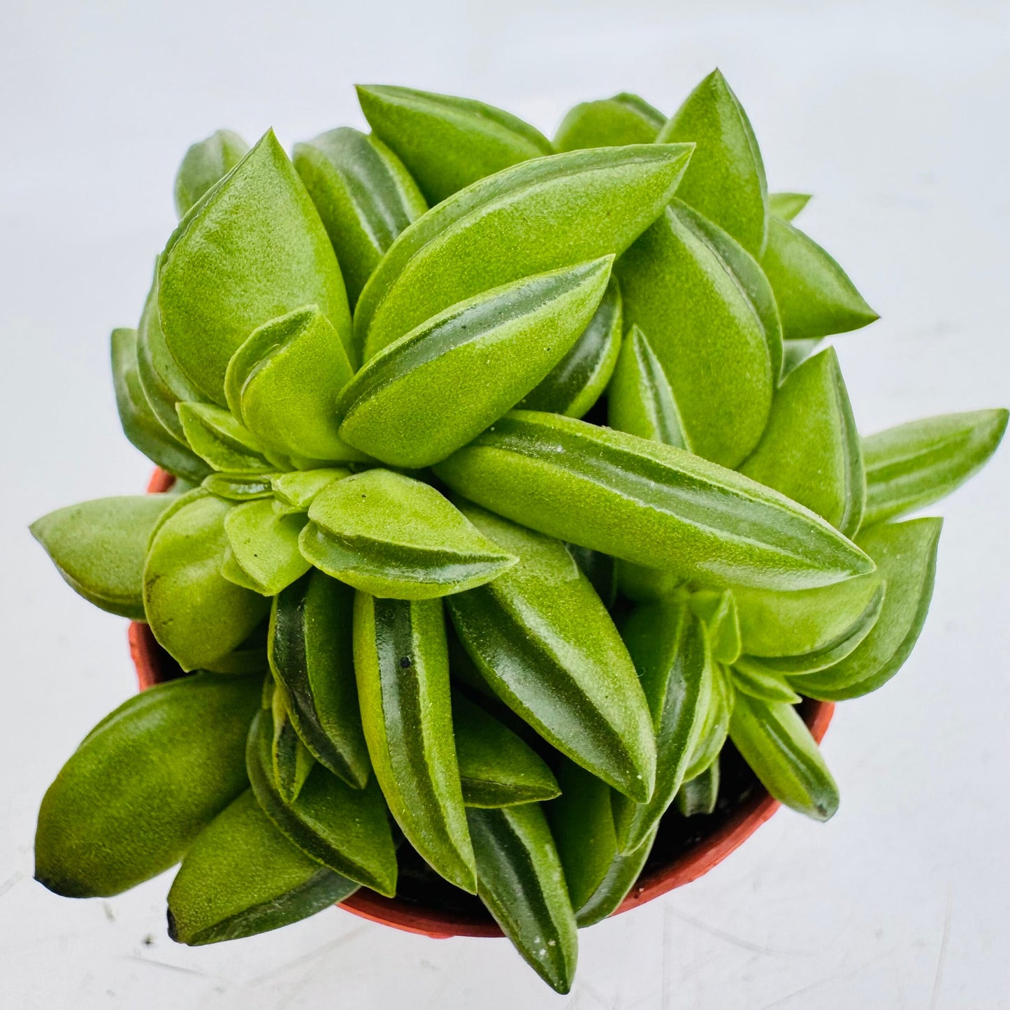 Taco Leaf Peperomia