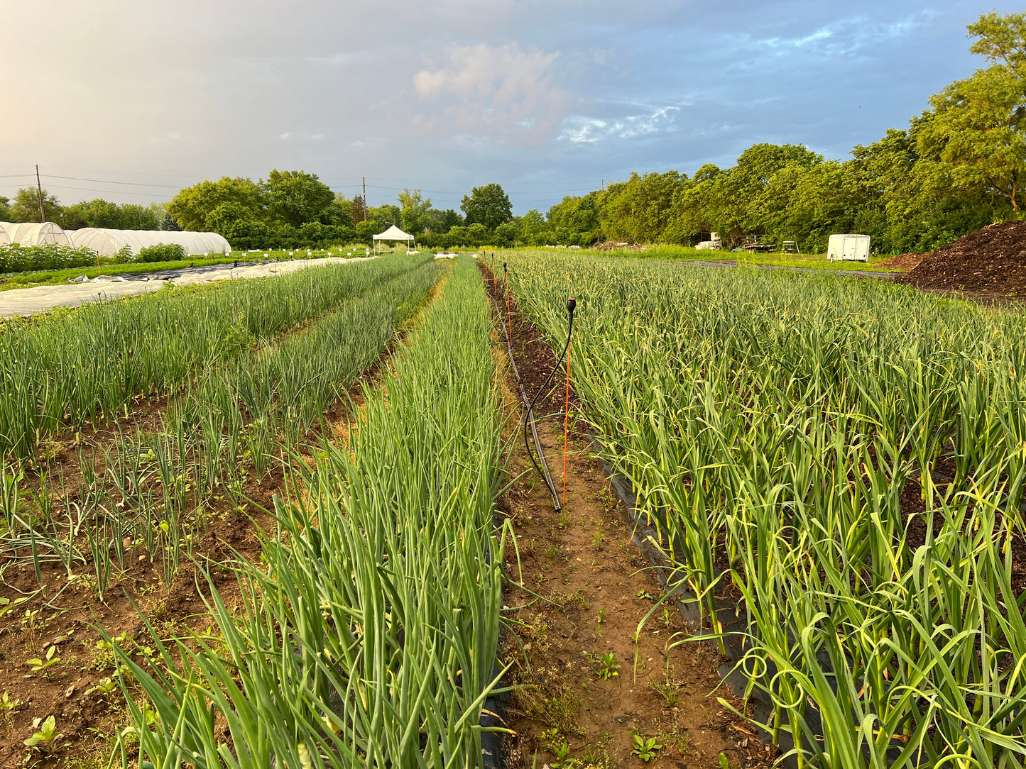 (Short - Intermediate Day) Red Rock Onion Plants