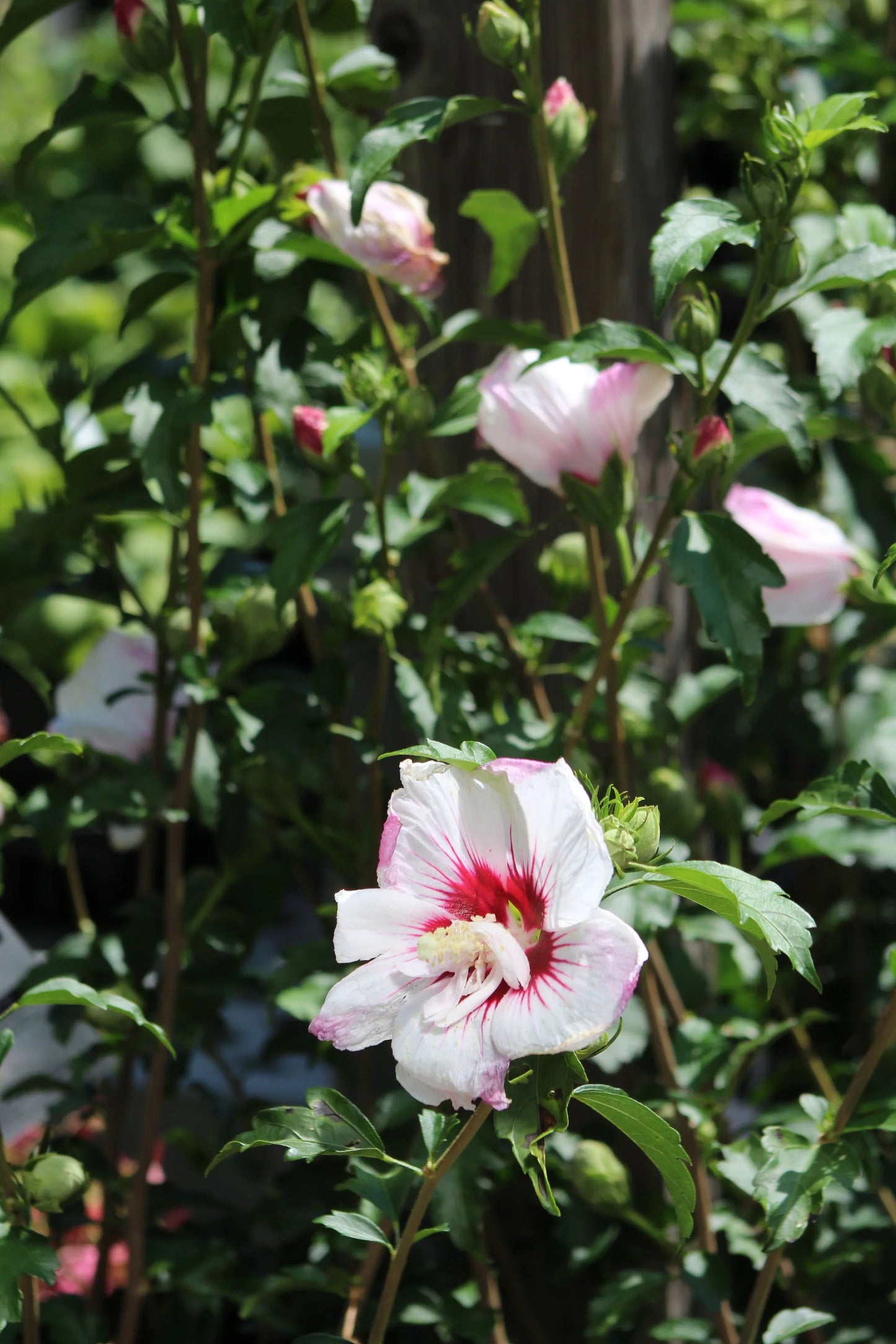 FIJI ROSE OF SHARON 2gal