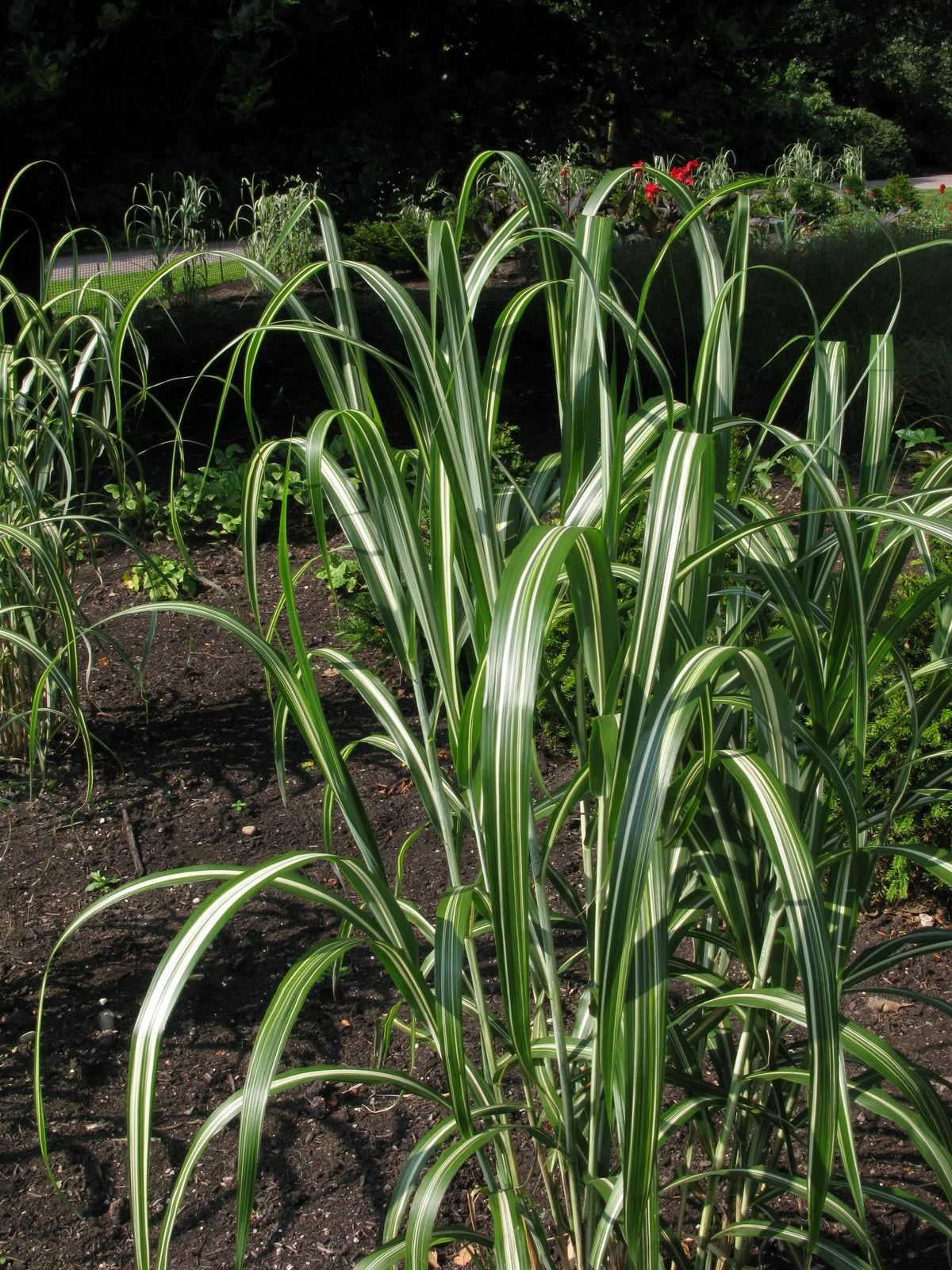 CABARET JAPANESE SILVER GRASS 2gal