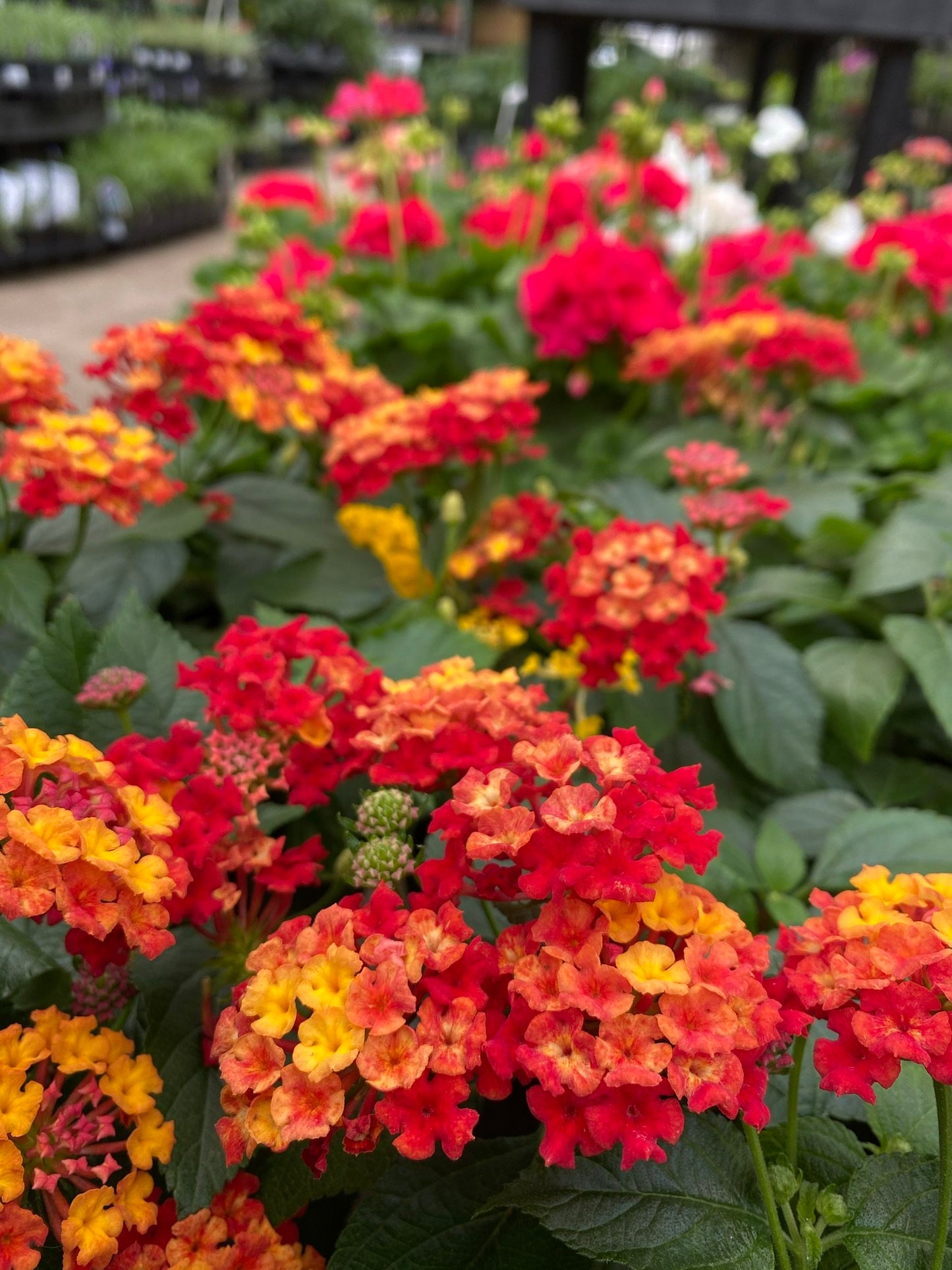 HOT BLOODED LANTANA 1gal