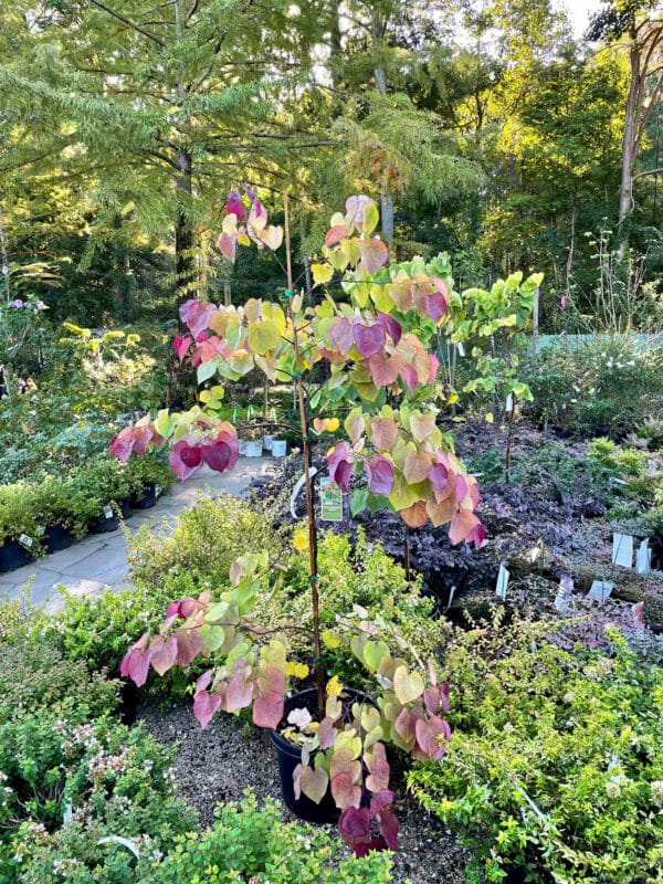 FLAME THROWER REDBUD TREE 5gal