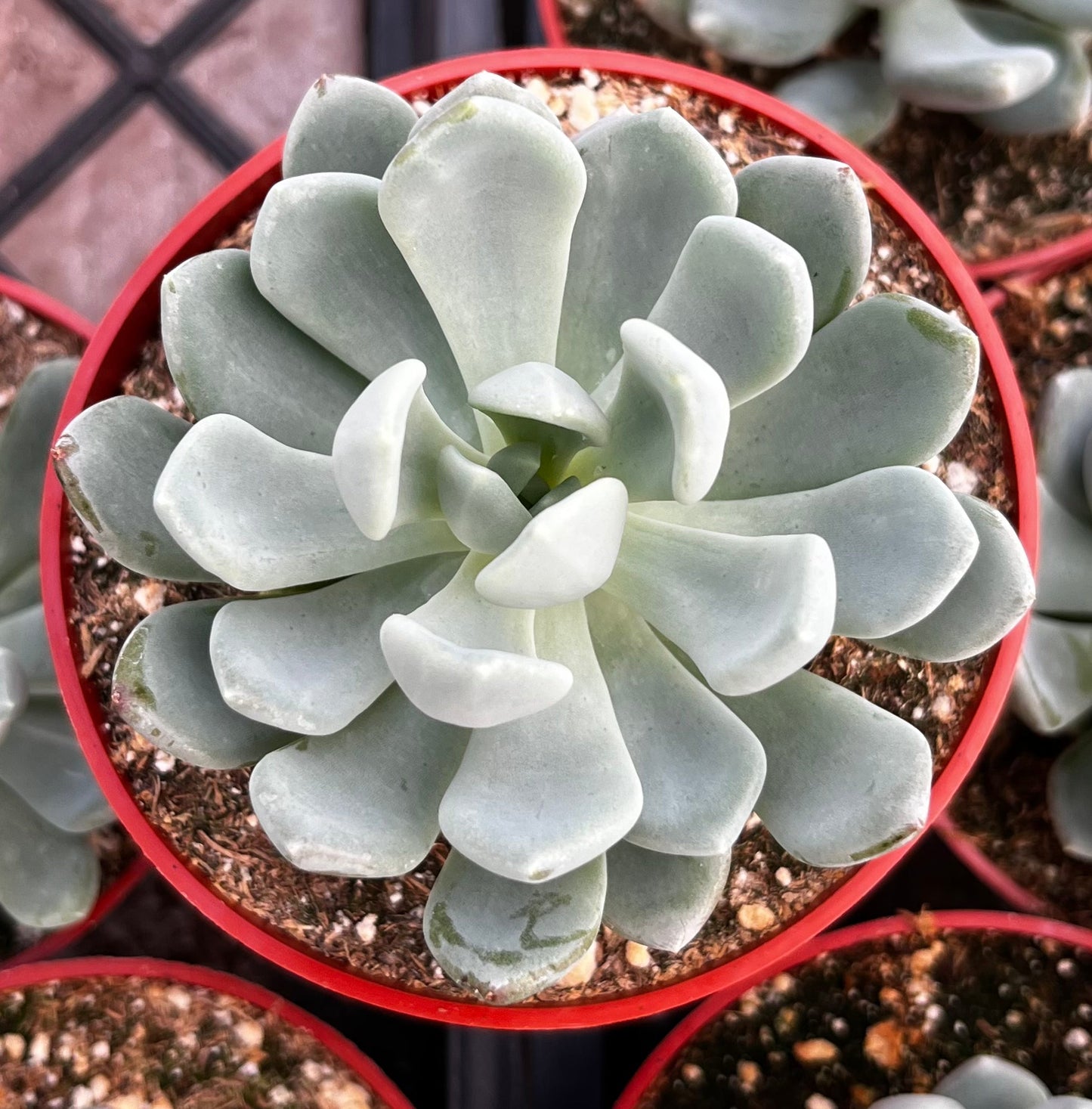 Fanfare Graptoveria