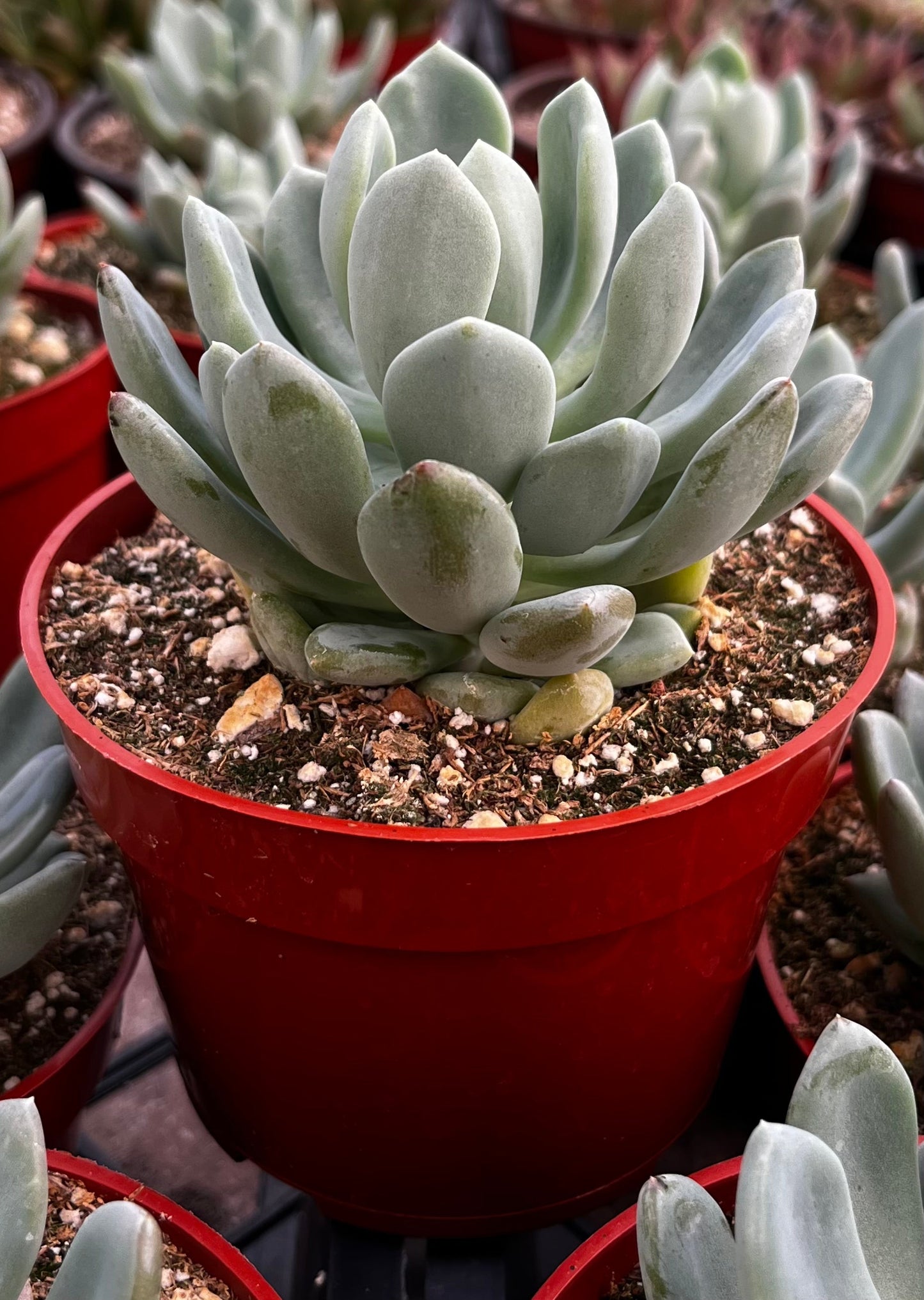 Fanfare Graptoveria
