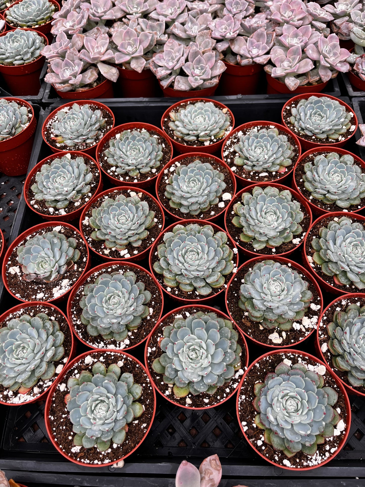 Echeveria Minima Blue Rosette