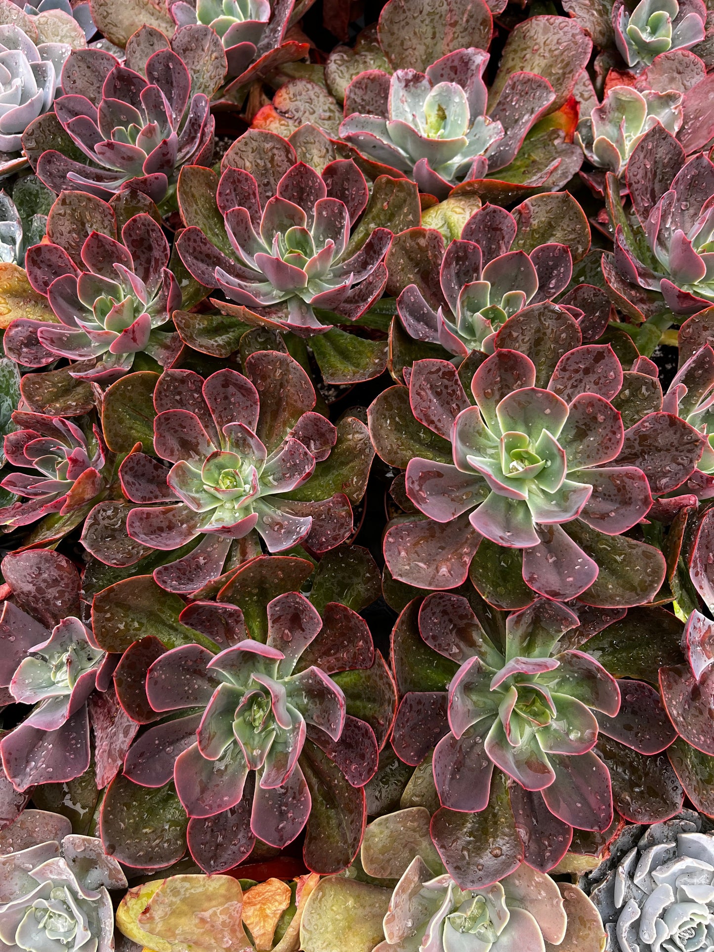 Red Baron Echeveria