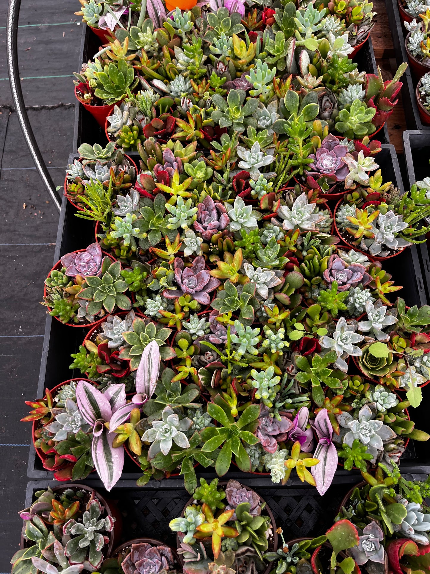 Watters Mini Succulent Garden