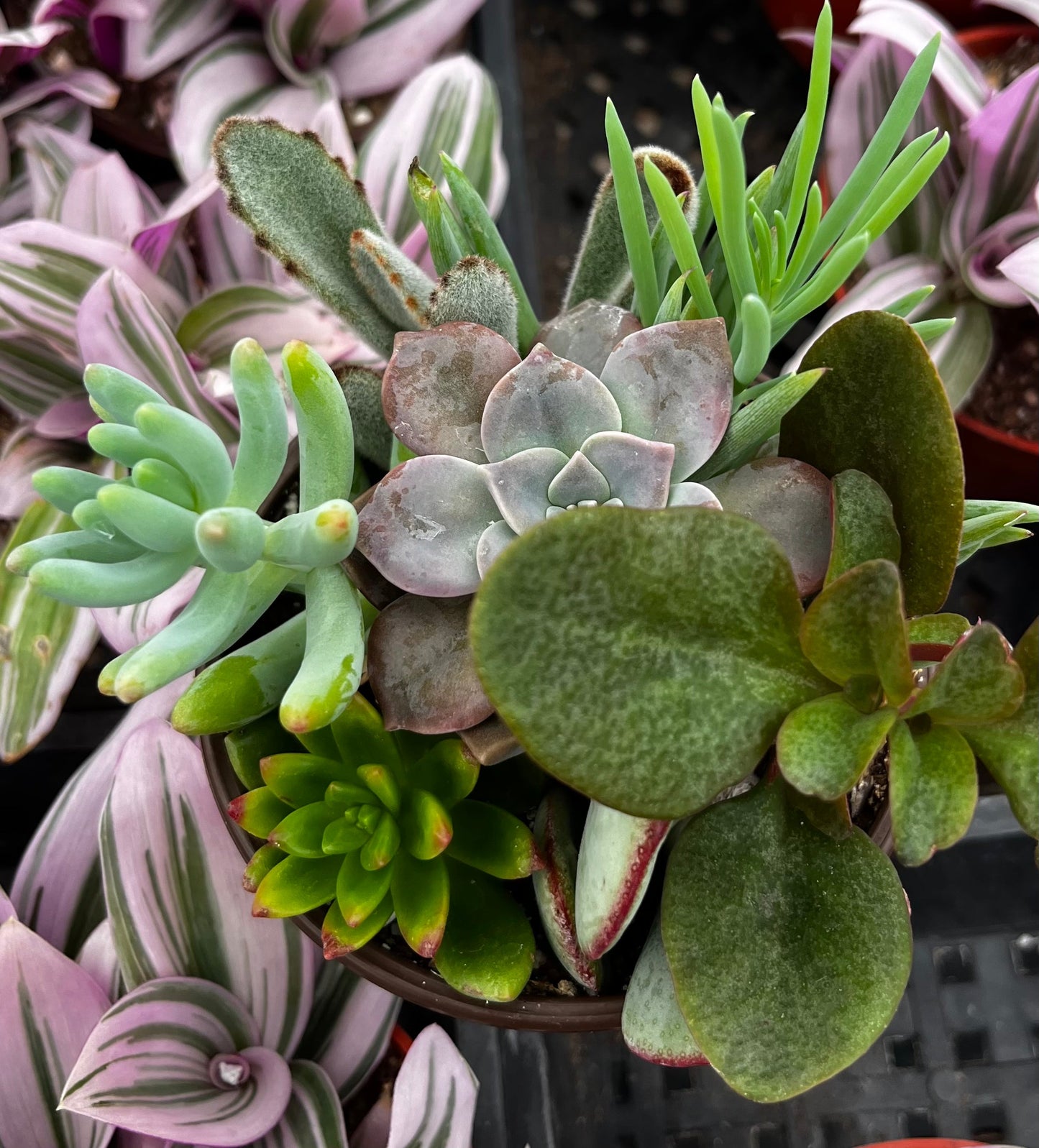 Watters Mini Succulent Garden